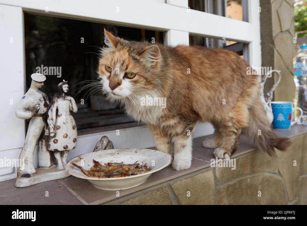 Cat the firefighter and a ladder after a fire Stock Photo - Alamy