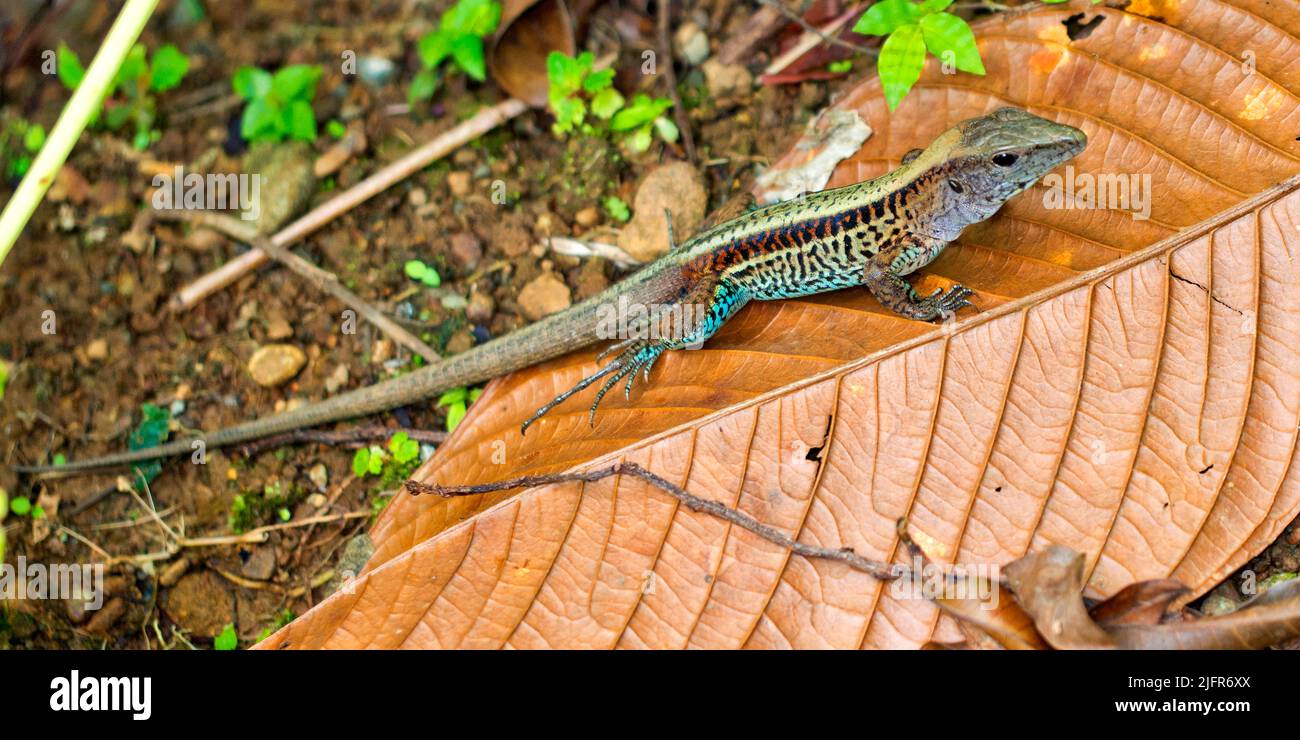 Ameiva Lizard, Tropical Rainforest, Corcovado National Park, Osa Conservation Area, Osa Peninsula, Costa Rica, Central America, America Stock Photo