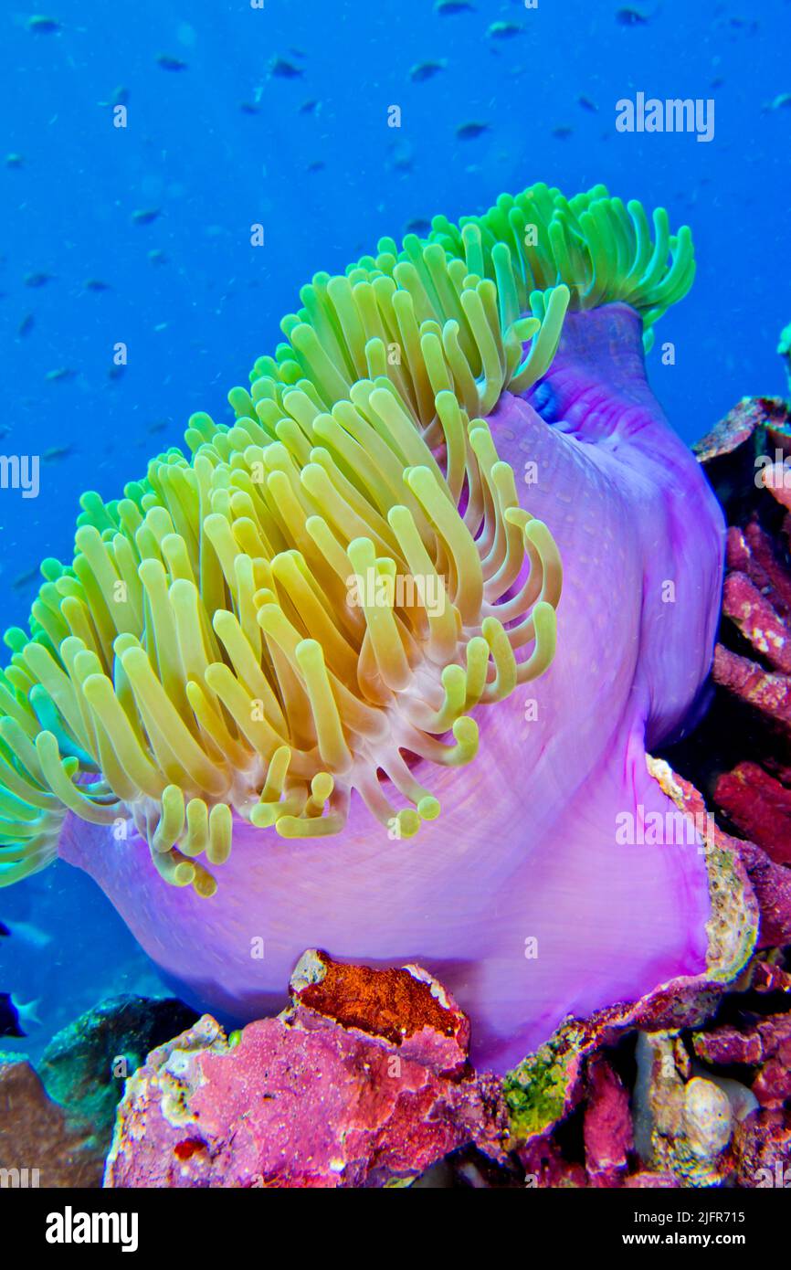 Magnificent Sea anemone, Ritteri anemone,Heteractis magnifica, Coral Reef, Bunaken National Marine Park, Bunaken, North Sulawesi, Indonesia, Asia Stock Photo