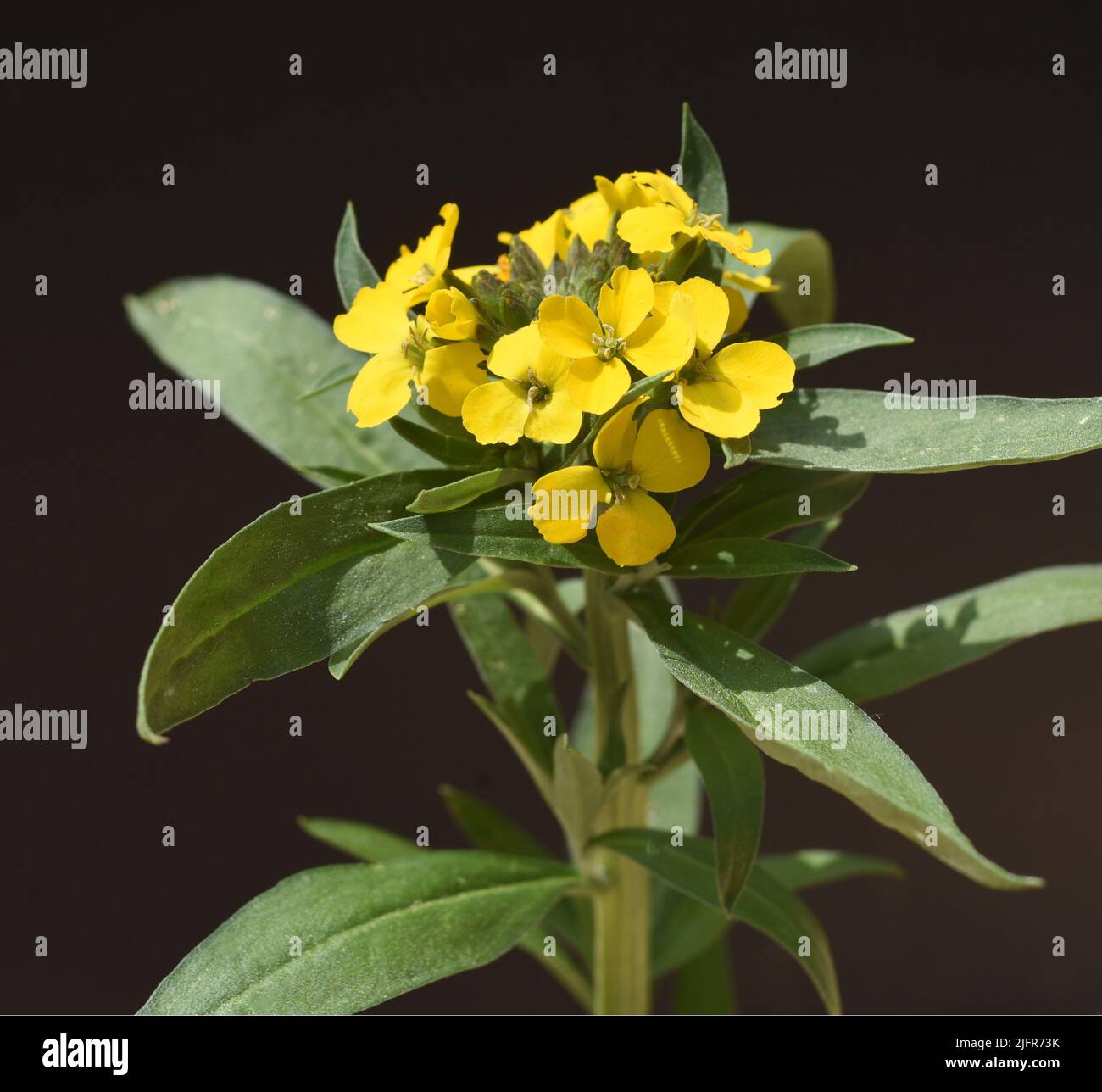 Goldlack, Cheiranthus, Cheiri ist eine Heilpflanze mit gelben Blueten und wird in der Medizin als Arzneimittel verwendet. Gold lacquer, Cheiranthus, C Stock Photo