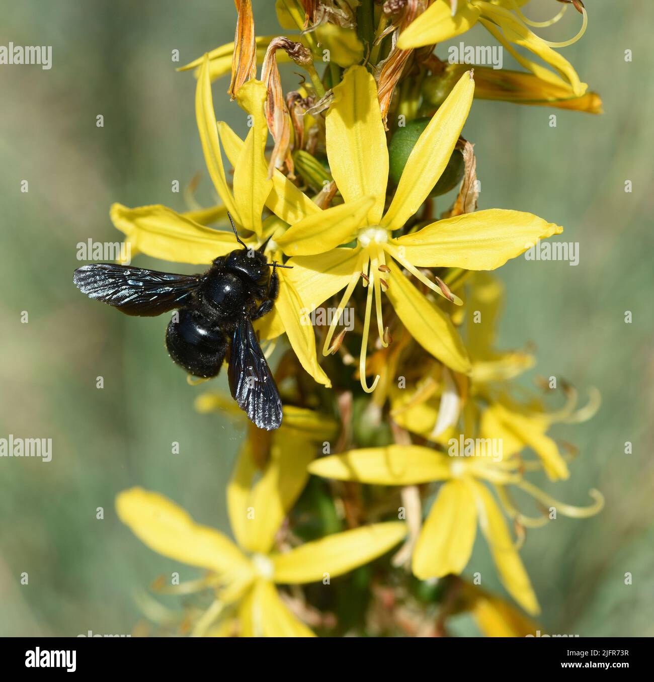 Der Gelbe Affodill, frueher auch Goldwurz genannt, ist eine Pflanzenart aus der Gattung der Junkerlilien. The yellow asphodel, formerly also called go Stock Photo