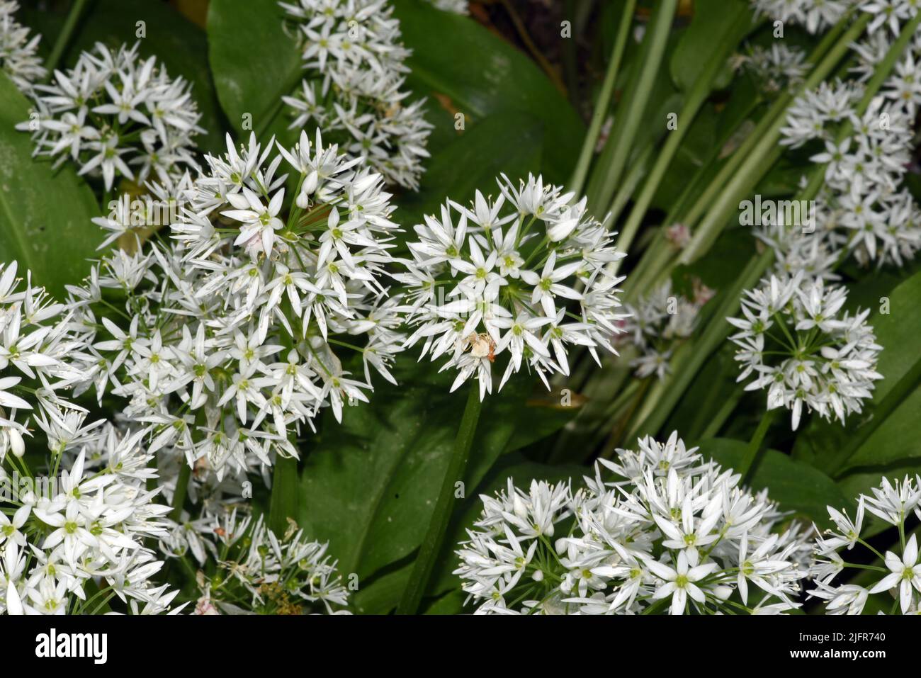 Baerlauch  ist eine wichtige Wildkraut- und Heilpflanze die ein Knoblauchduft  hat mit weissen Blueten. Sie hat mehrere giftige Doppelgaenger, wie Mai Stock Photo