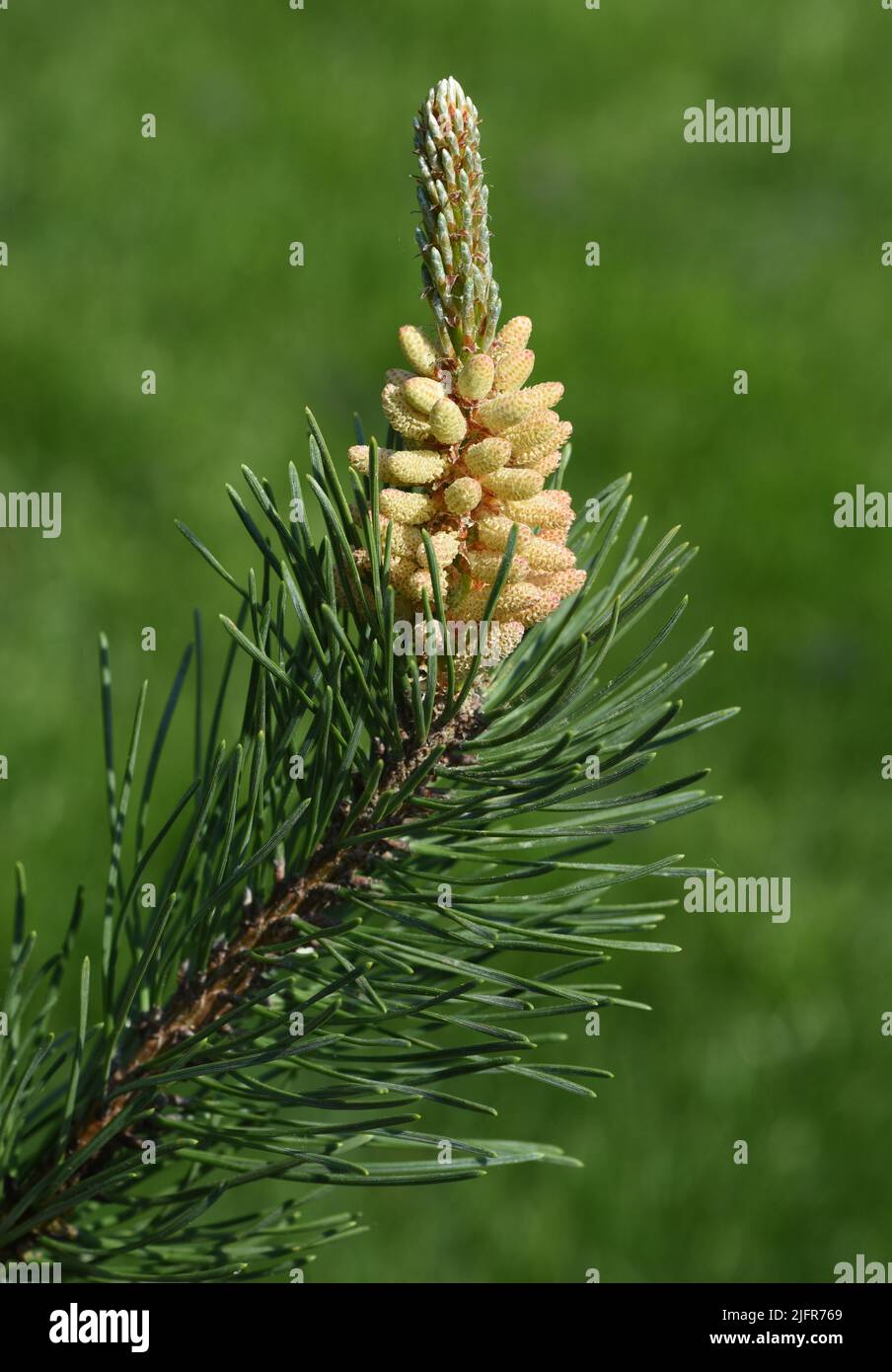 Kiefer, Pinus sylvestris ist ein Nadelbaum und wird in der Medizin als Arzneimittel verwendet. Pine, Pinus sylvestris is a coniferous tree and is used Stock Photo
