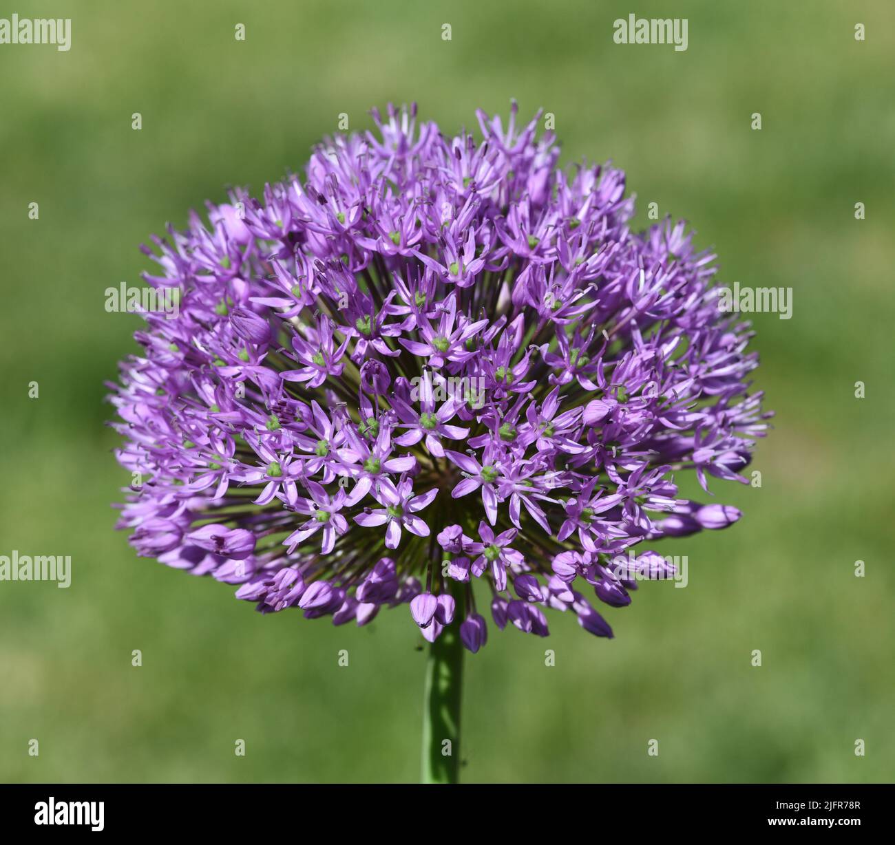 Zierlauch, Riesenlauch, Allium Giganteum ist eine wunderschoene Zierpflanze im Garten und hat lila Blueten. Ornamental Lily, Giant Lily, Allium Gigant Stock Photo