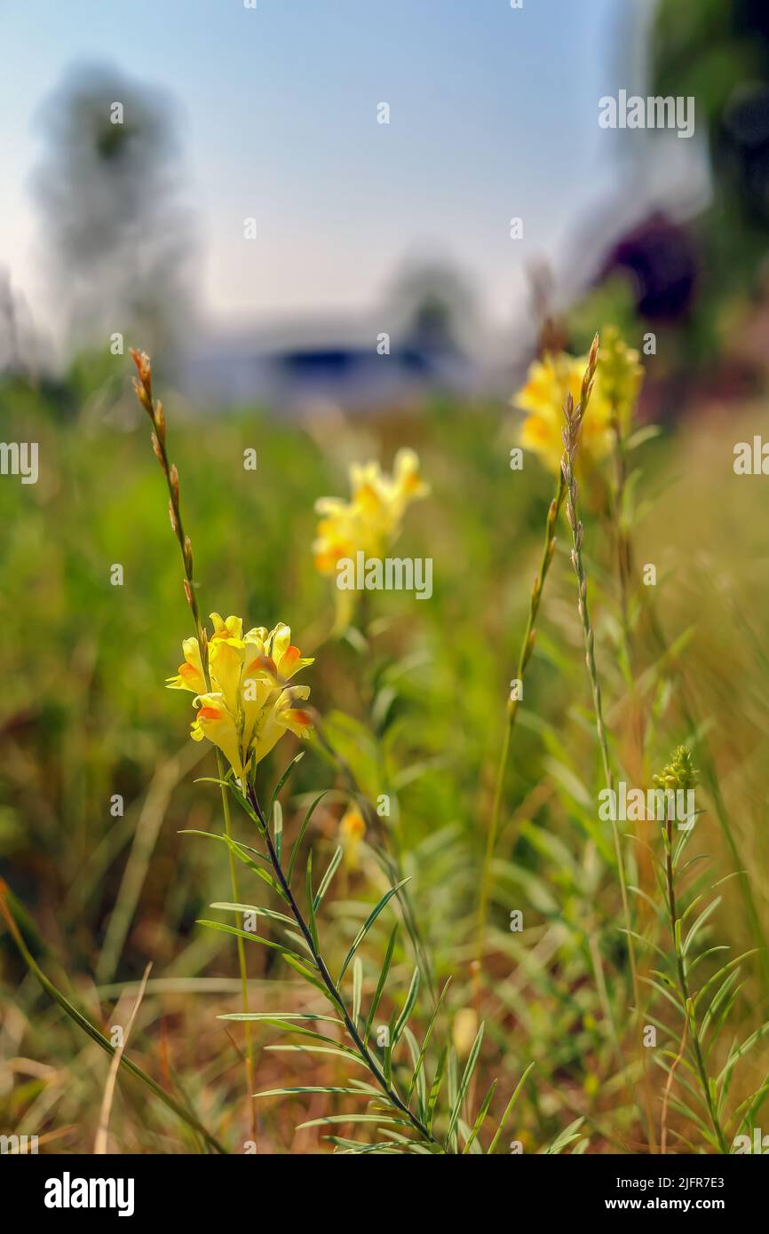 Yellow flower isolated on a blurry meadow background in Poland Stock Photo