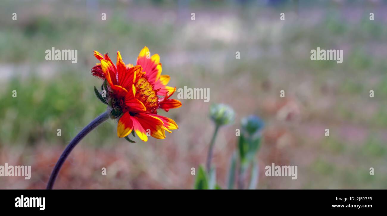 A red gaillardia isolated on the blurry background in Poland Stock Photo