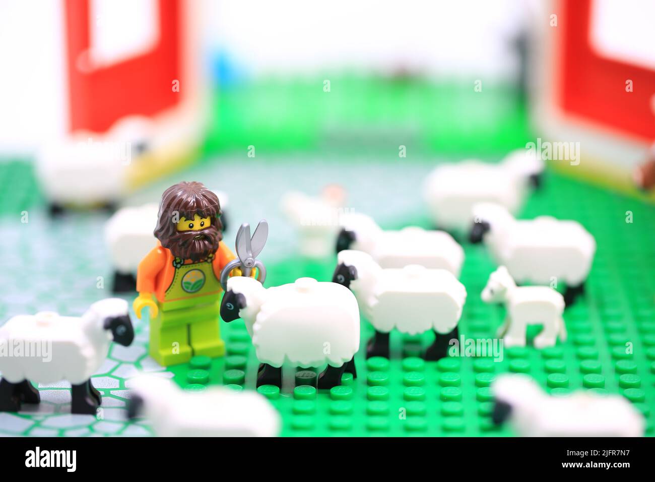 shearer make effort on the sheep shearing Stock Photo Alamy