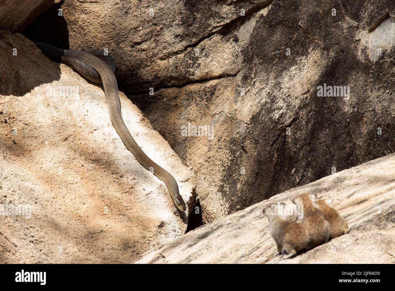 A Black mamba searches the nooks and crannies of a granite outcrop for ...