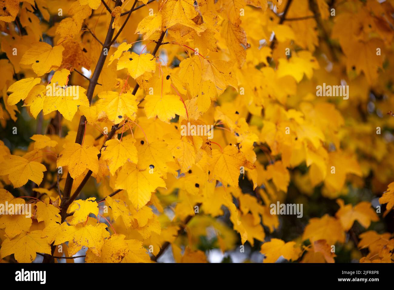 Bright yellow golden maple foliage, autumn season, lush crown of a tree ...