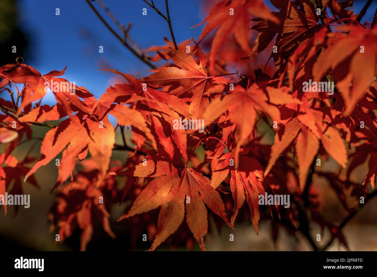 Momiji maple hi-res stock photography and images - Alamy