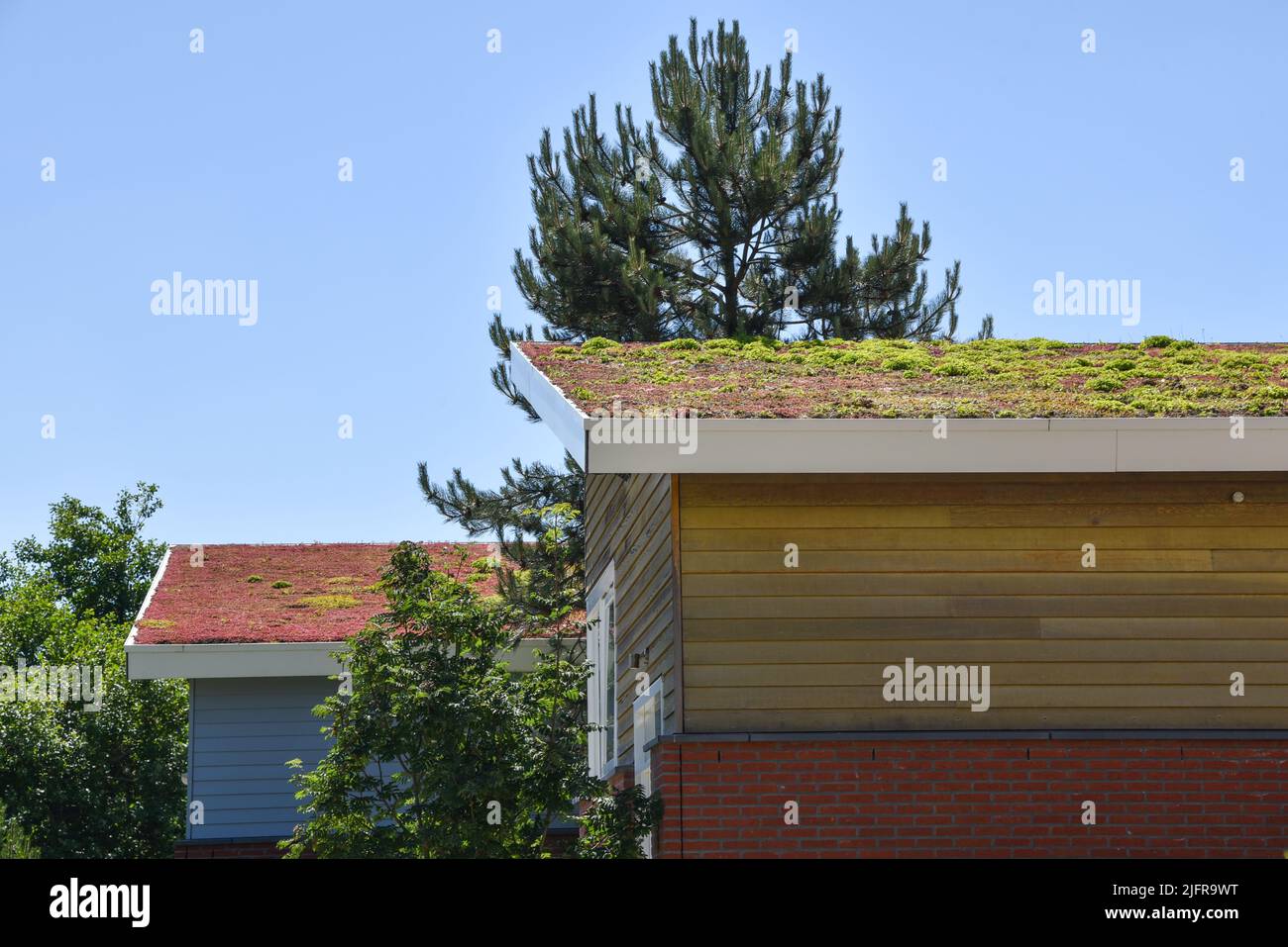 Den Helder, Netherlands. June 2022. Environmentally friendly roofs in a residential area in Den Helder. High quality photo Stock Photo