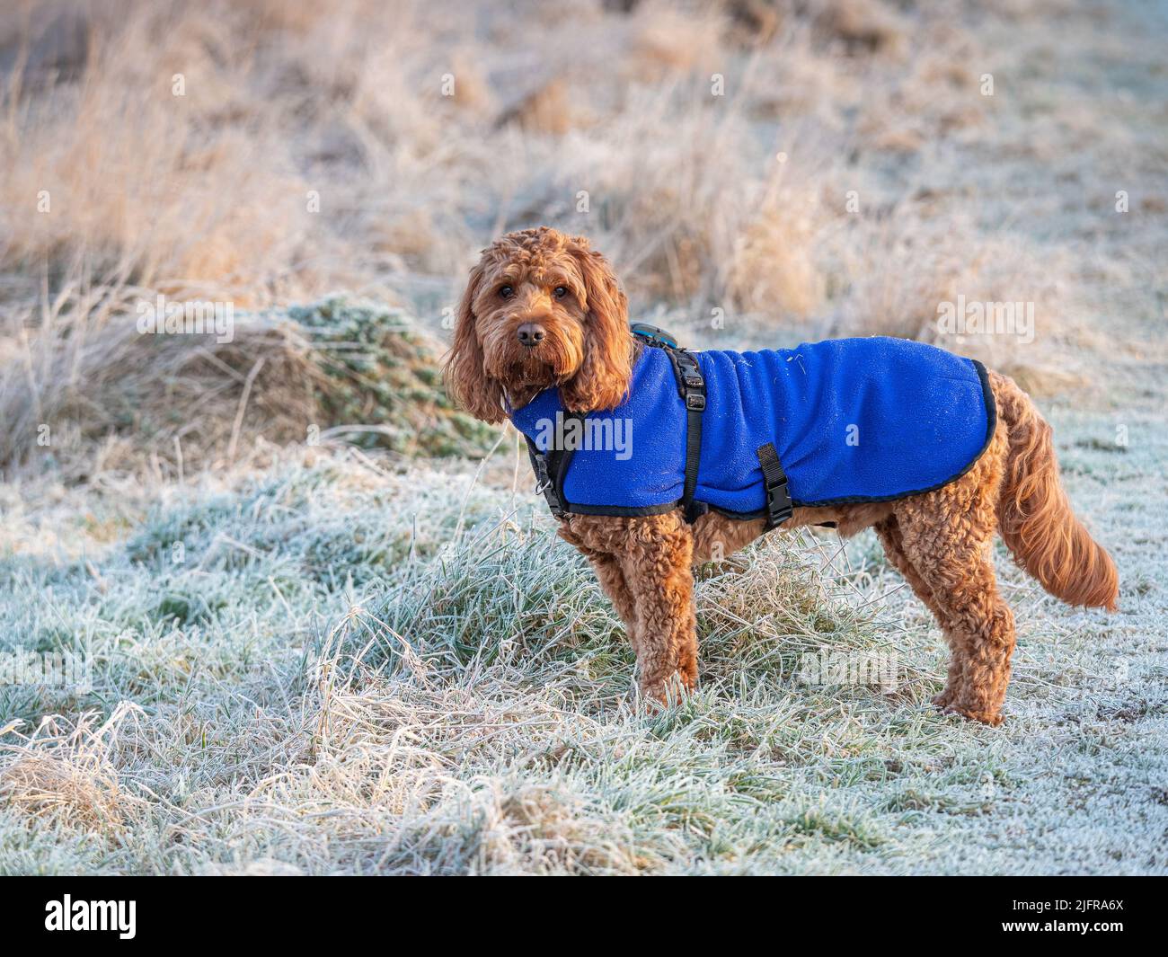 A red cockapoo dog standing attentively during an outdoor portrait session in a frosty field Stock Photo