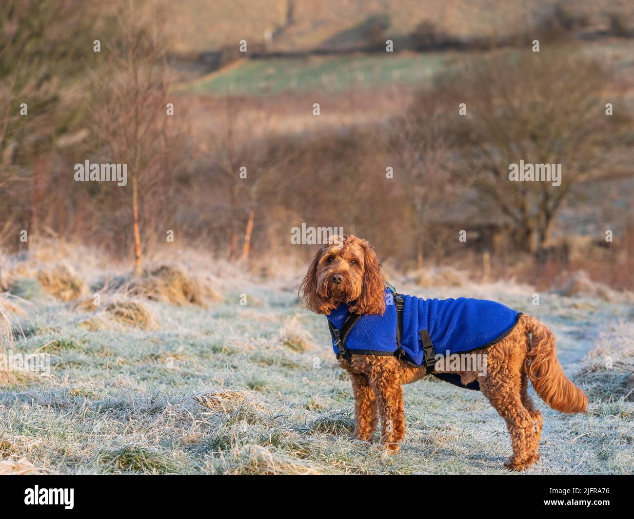 A red cockapoo dog standing attentively during an outdoor portrait session in a frosty field Stock Photo