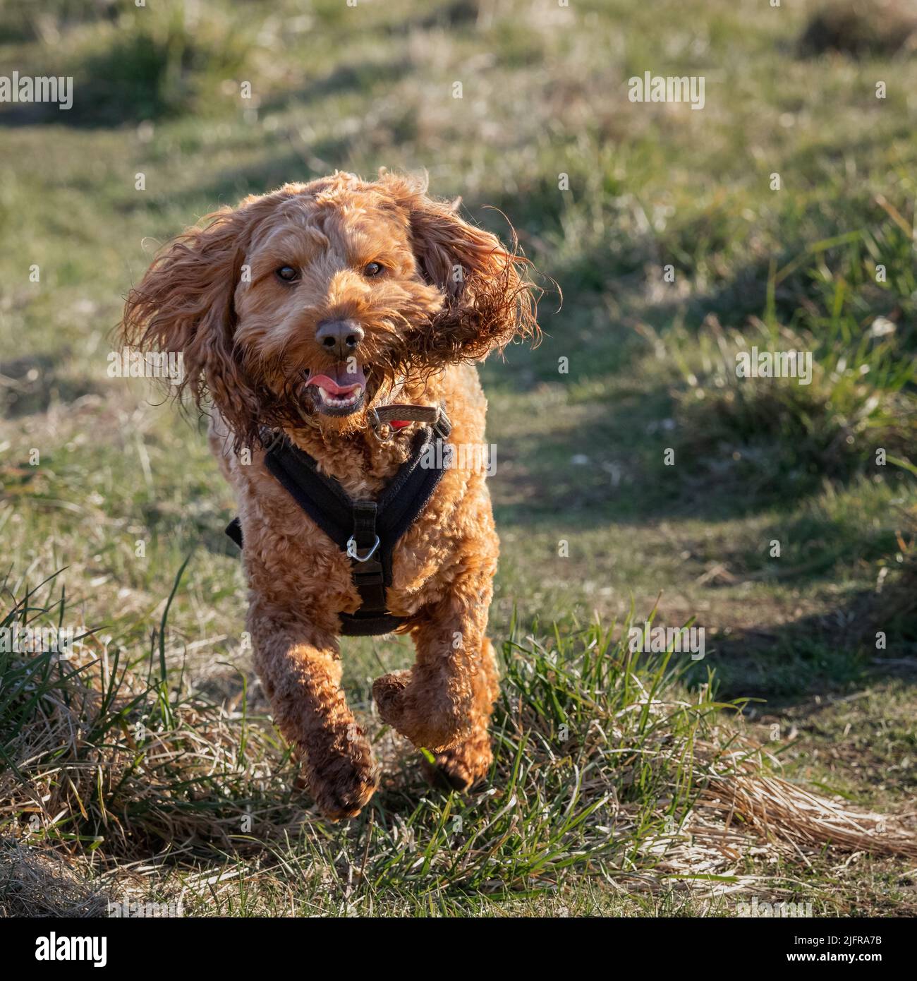 A red cockapoo dog running along a path in the park during a morning walk Stock Photo