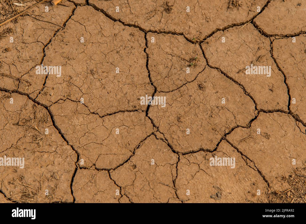 The field after drought with deep cracks in the soil Stock Photo
