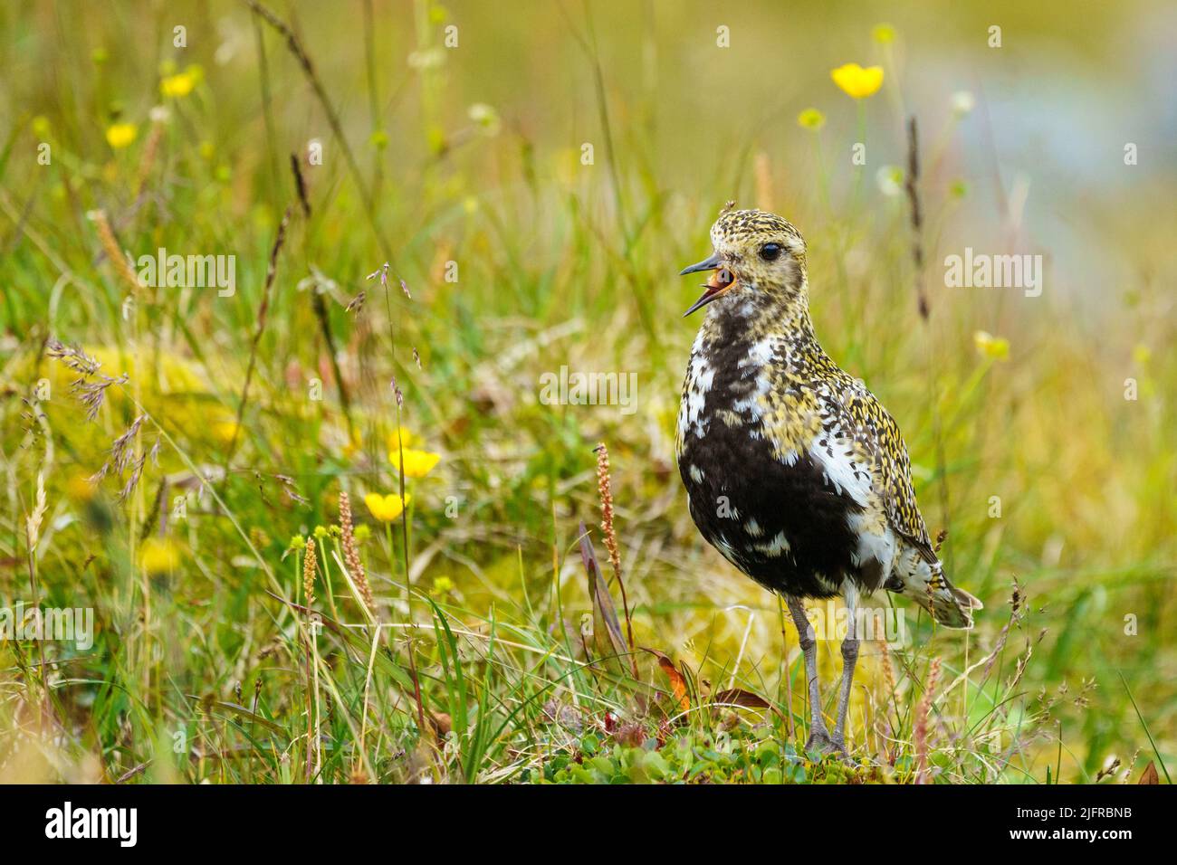 European golden plover, Pluvialis apricaria in mountain area in summer time, buttercup and grass around, Swedish Lapland, Sweden Stock Photo