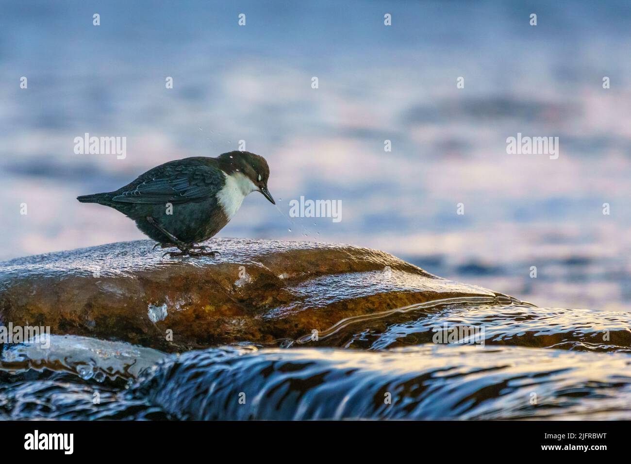 White-throated dipper, Cinclus cinclus standing on a stone in the water looking for food, Gällivare, Swedish Lapland, Sweden Stock Photo