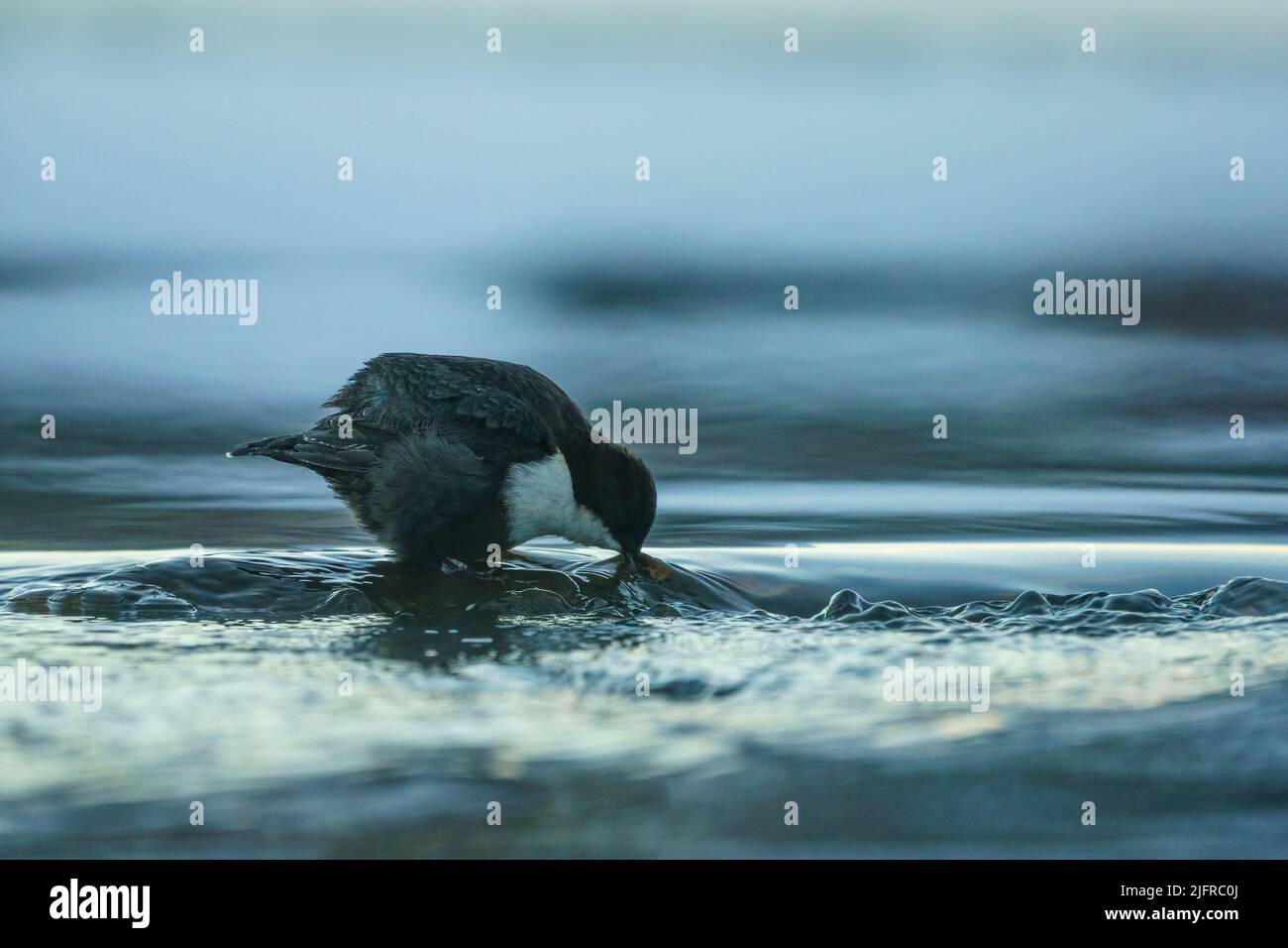 White-throated dipper, Cinclus cinclus standing on a stone in the water looking for food, Gällivare, Swedish Lapland, Sweden Stock Photo