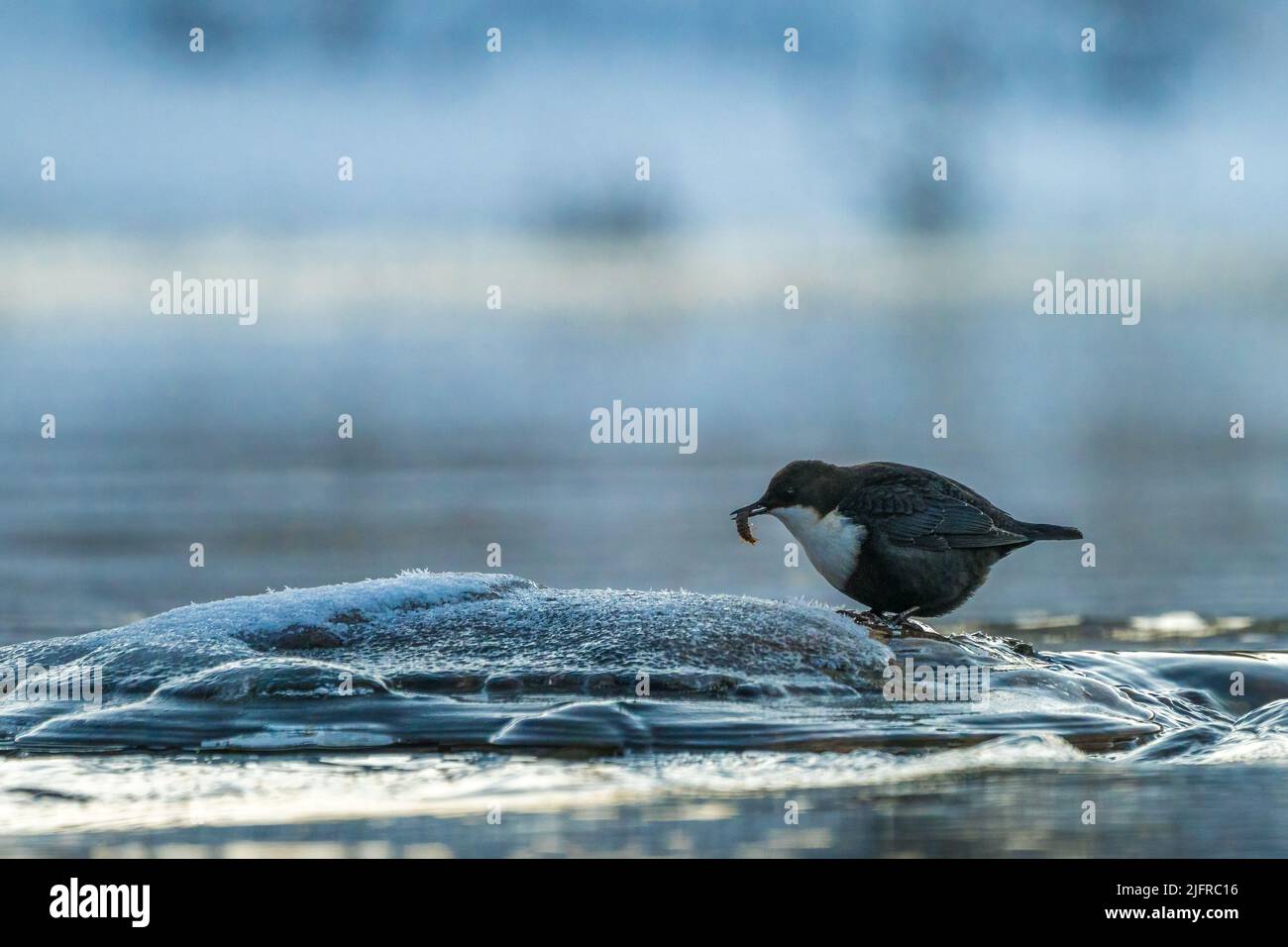 White-throated dipper, Cinclus cinclus standing on a stone in the water looking for food, having insect in his beak, Gällivare, Swedish Lapland, Swede Stock Photo