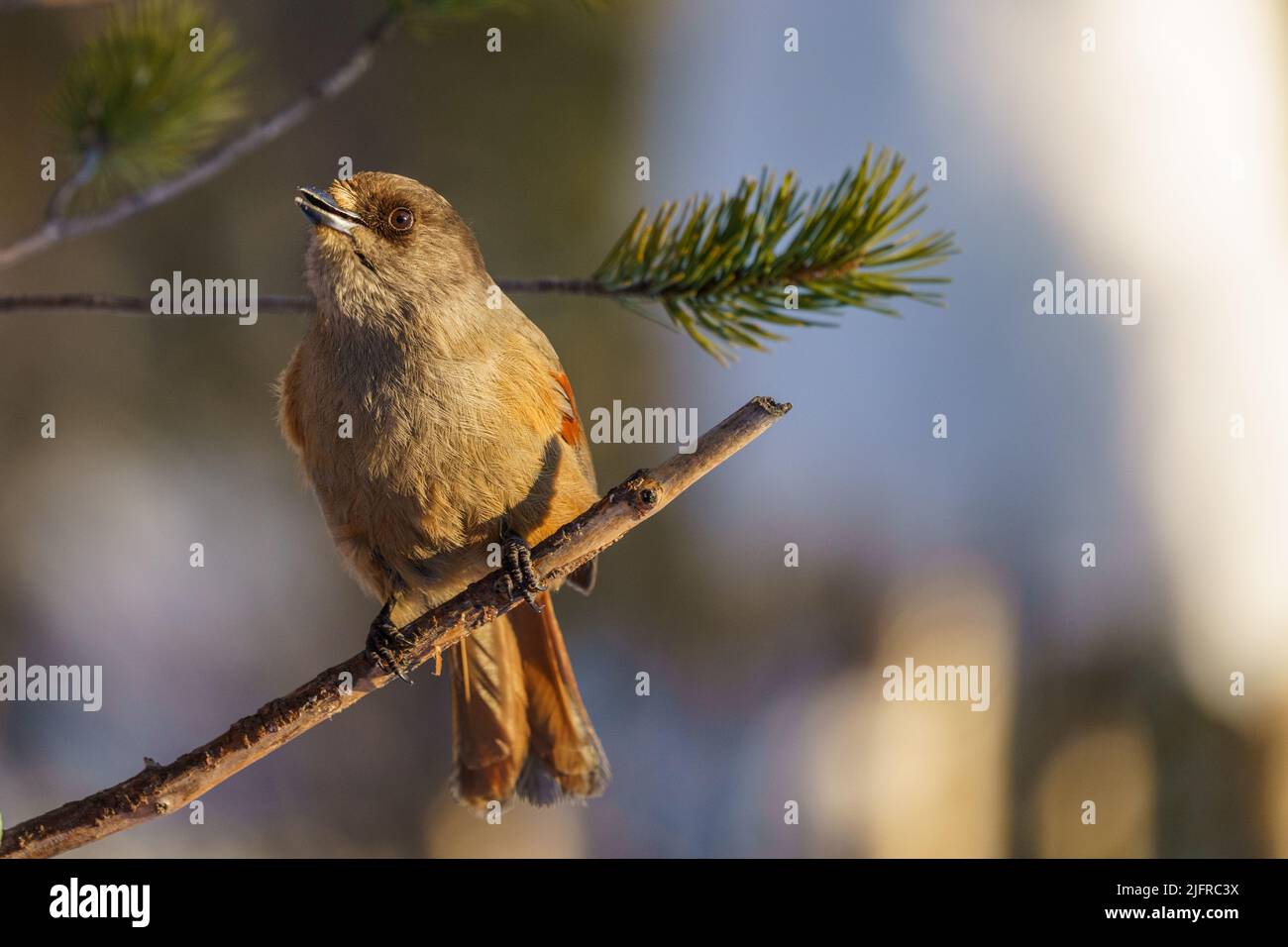 Siberian jay, perisoreus infaustus sitting in a Pine tree in the sun looking in to the camera, Swedish Lapland, Sweden Stock Photo