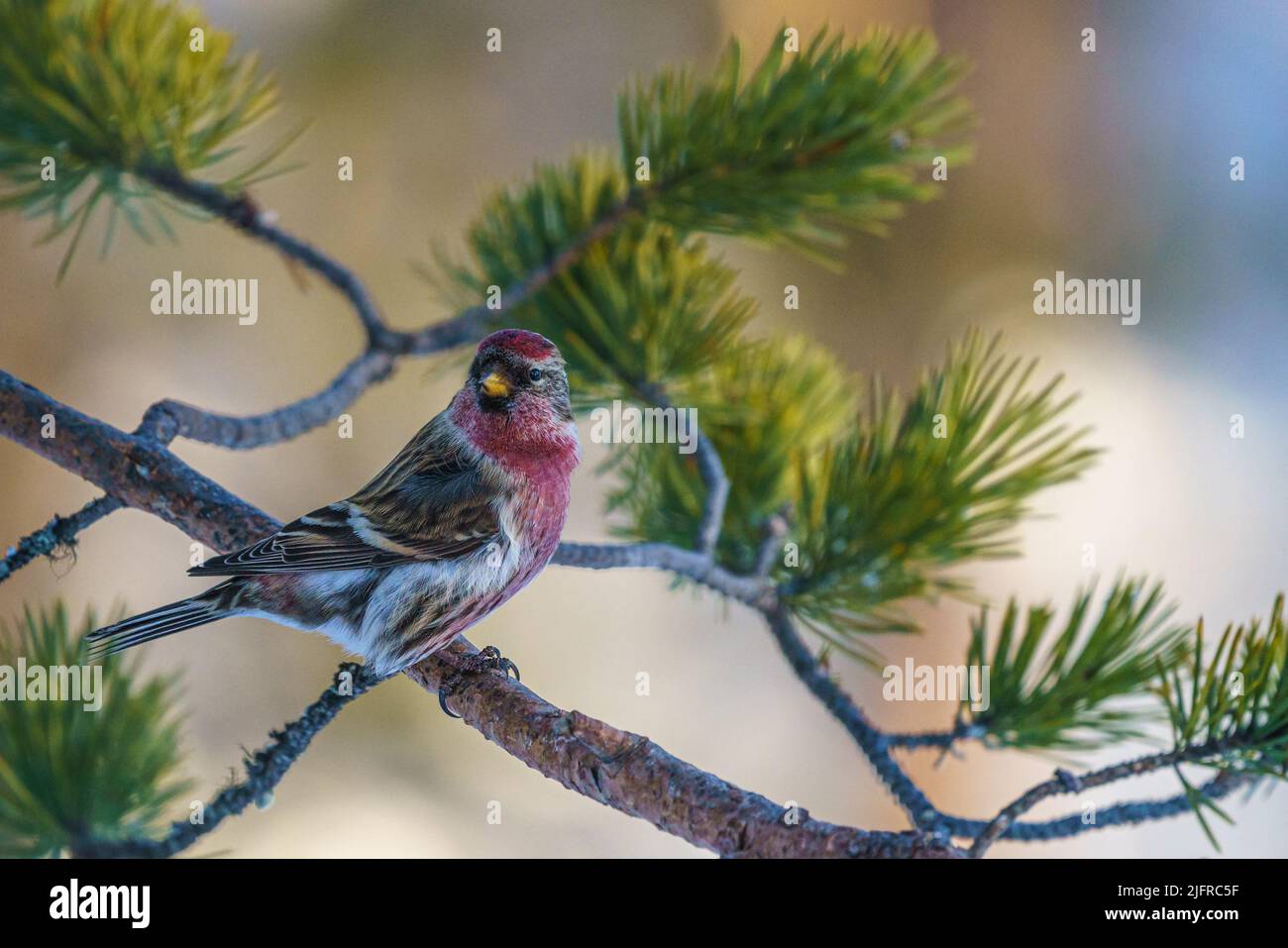 Common redpoll, Acanthis flammea sitting in a pine tree, Swedish
