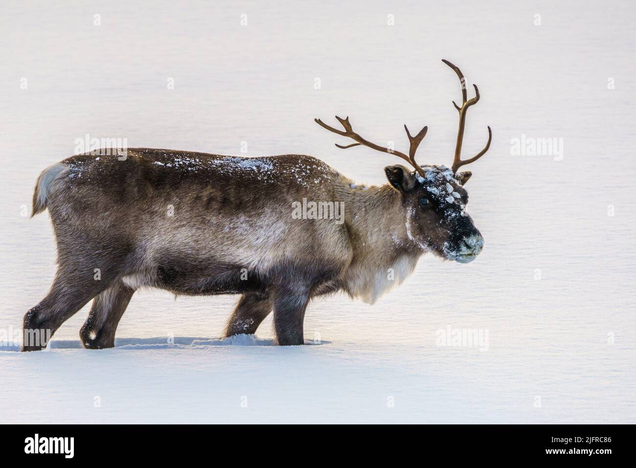 Reindeer, Rangifer tarandus, walking in deep snow, Kvikkjokk, Swedish Lapland, Sweden Stock Photo