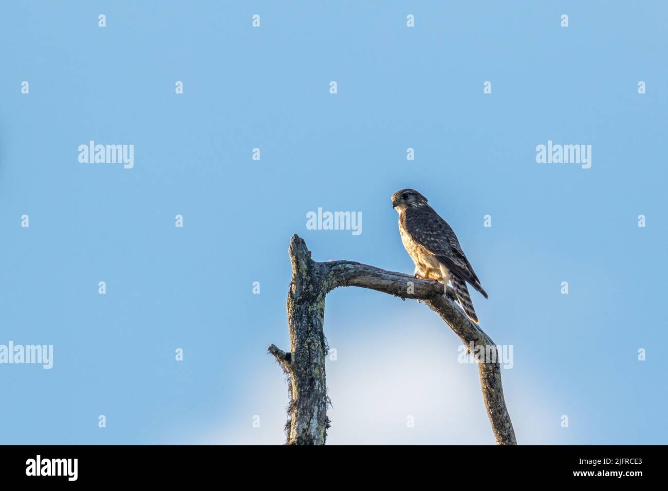 Female Merlin, pigeon hawk, Falco columbarius sitting in an old tree, Swedish Lapland, Sweden Stock Photo