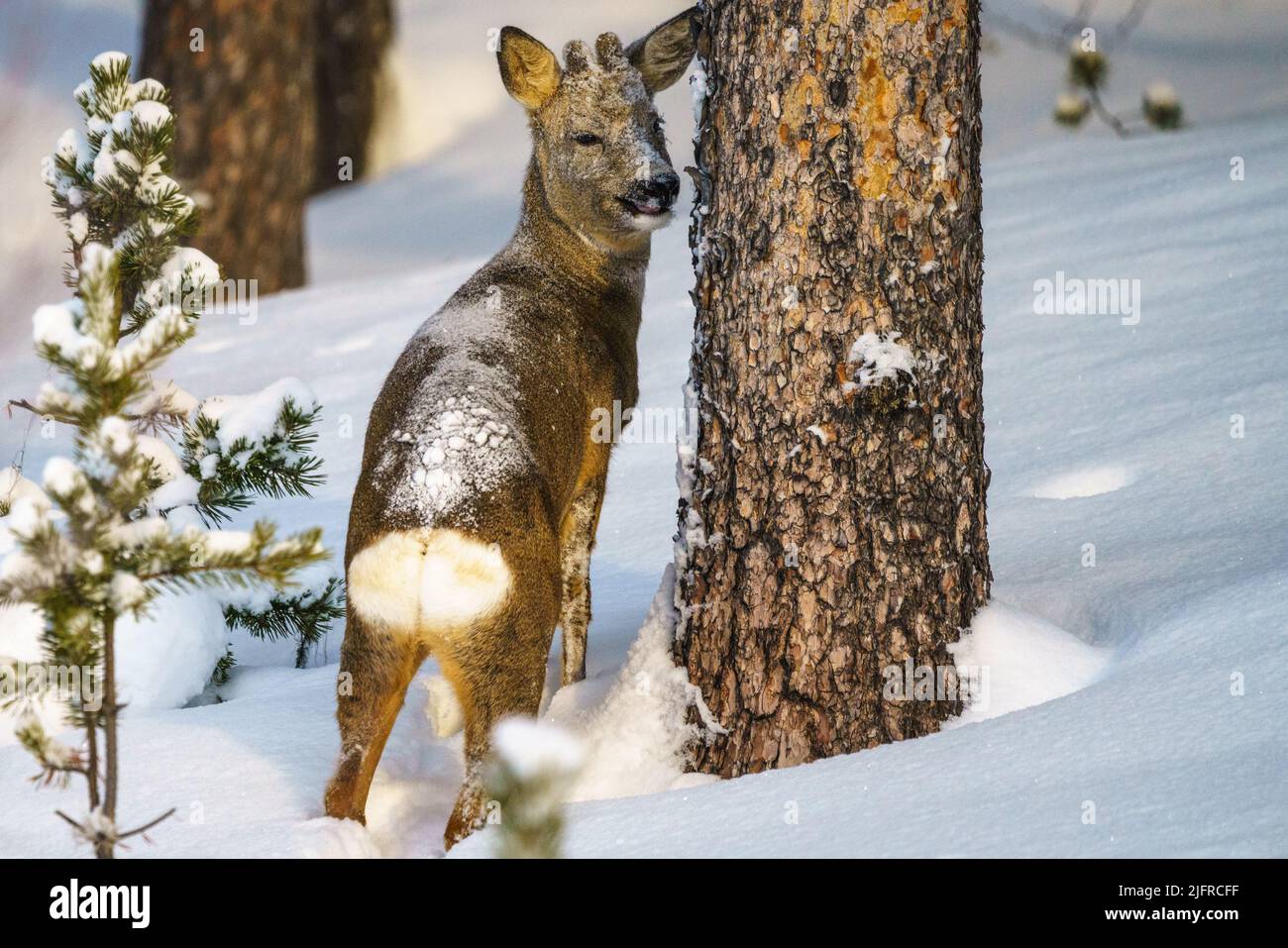 Roedeer, Capreolus capreolus standing in deep snow in a forest looking in to the camera at Stora sjöfallet national park, Gällivae county, Swedish Lap Stock Photo