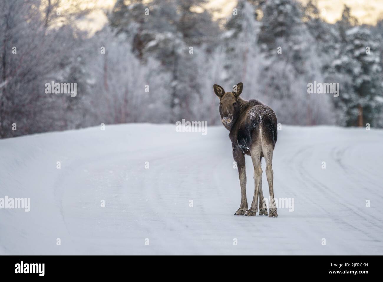 Young Moose, Alces alces, standing on the road turning towards camera, winter season with plenty of snow and mountain in background, Stora sjöfallet n Stock Photo