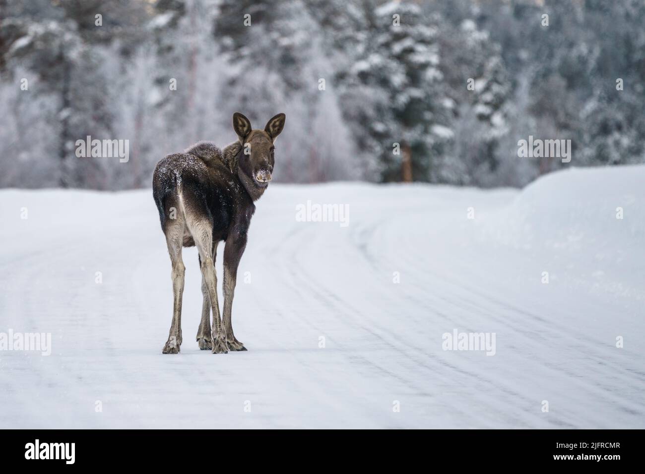 Young Moose, Alces alces, standing on the road turning towards camera, winter season with plenty of snow and mountain in background, Stora sjöfallet n Stock Photo