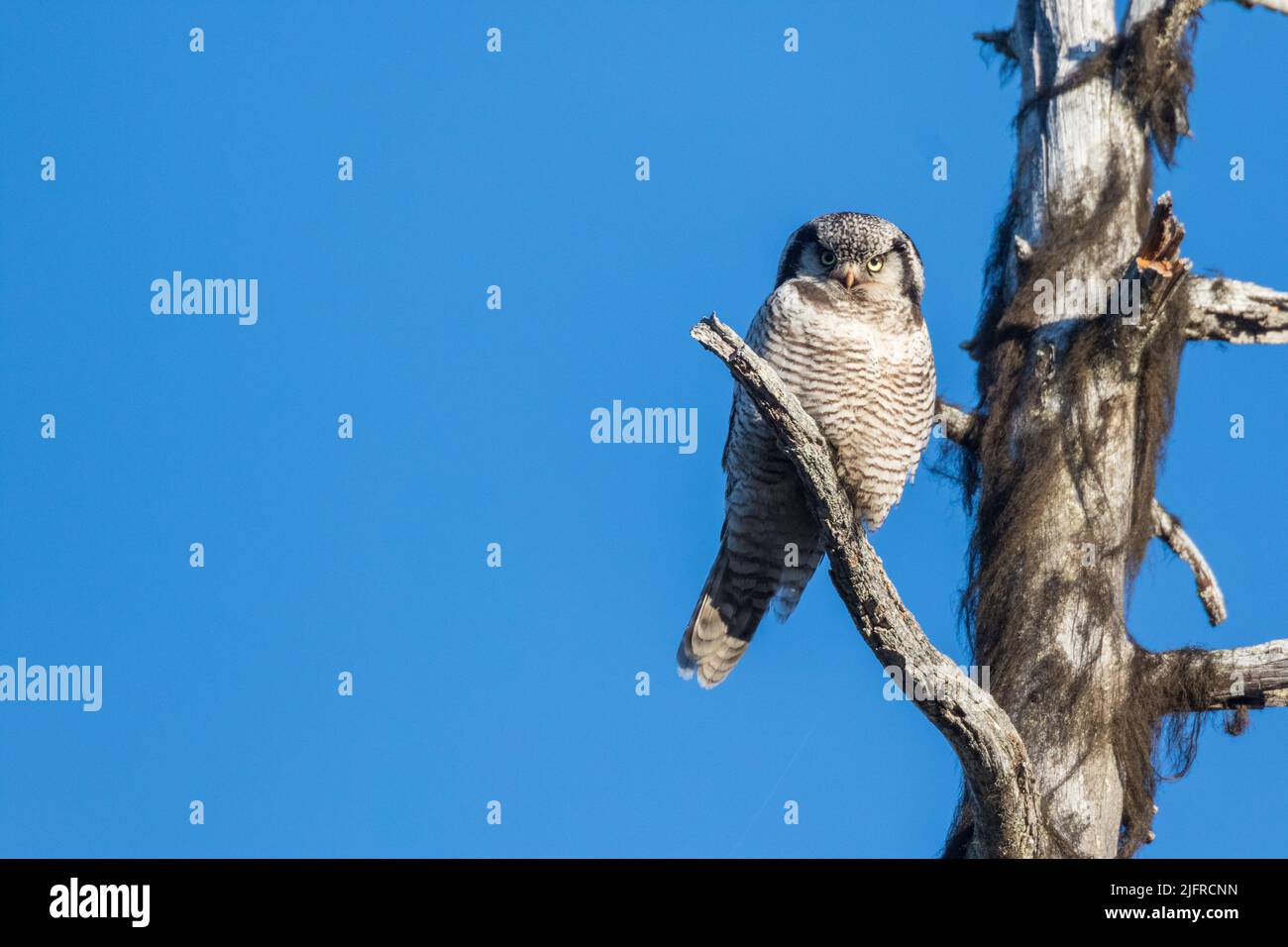 Northern hawk-owl, Surnia ulula, sitting in an old tree looking in to the camera, Gällivare county, Swedish Lapland, Sweden Stock Photo