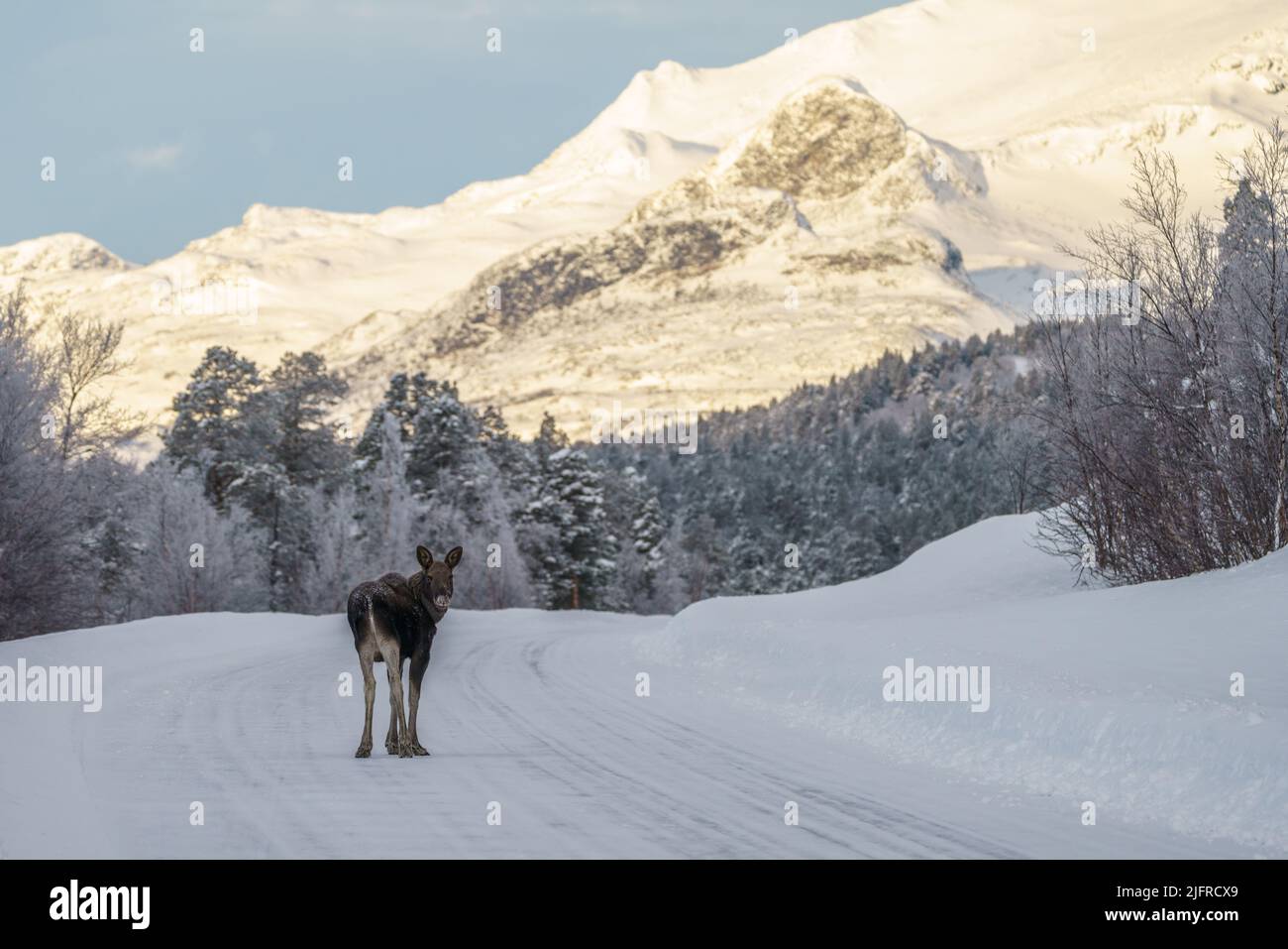 Young Moose, Alces alces, standing on the road turning towards camera, winter season with plenty of snow and mountain in background, Stora sjöfallet n Stock Photo
