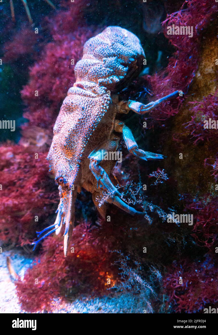 A large crustacean with many legs and massive pliers, descends a stone full of corals and multicolored plants. Stock Photo