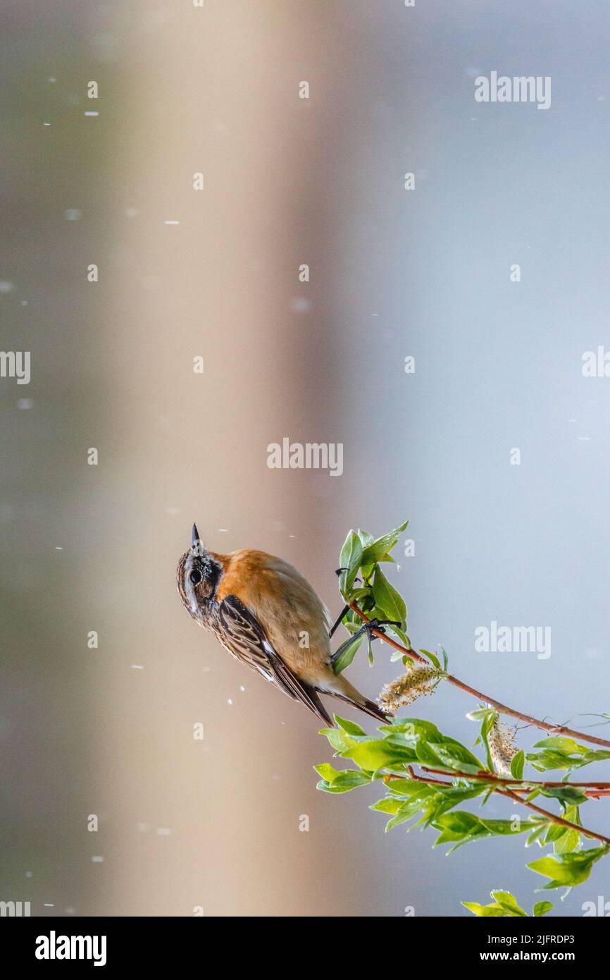 Whinchat, Saxicola rubetra sitting on a bransch in rainfall, Boden County, Norrbotten province, Sweden Stock Photo