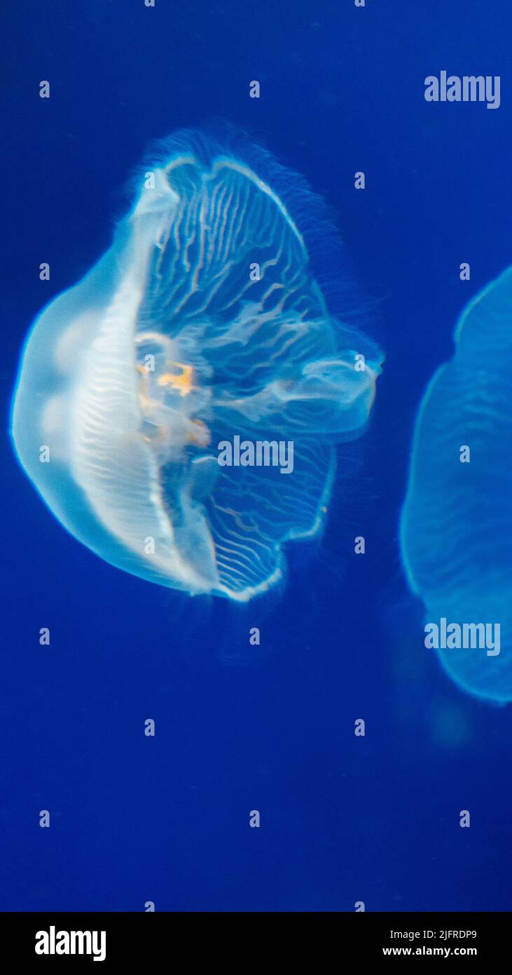 Close-up picture of a beautiful large and transparent jellyfish, observing all the details and small tentacles on the circumference of the exumbrella. Stock Photo
