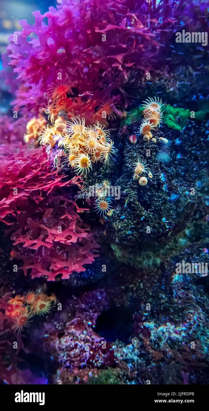 Beautiful close-up picture of colorful coral reef and many plant species in the underwater wildlife of the ocean. Stock Photo