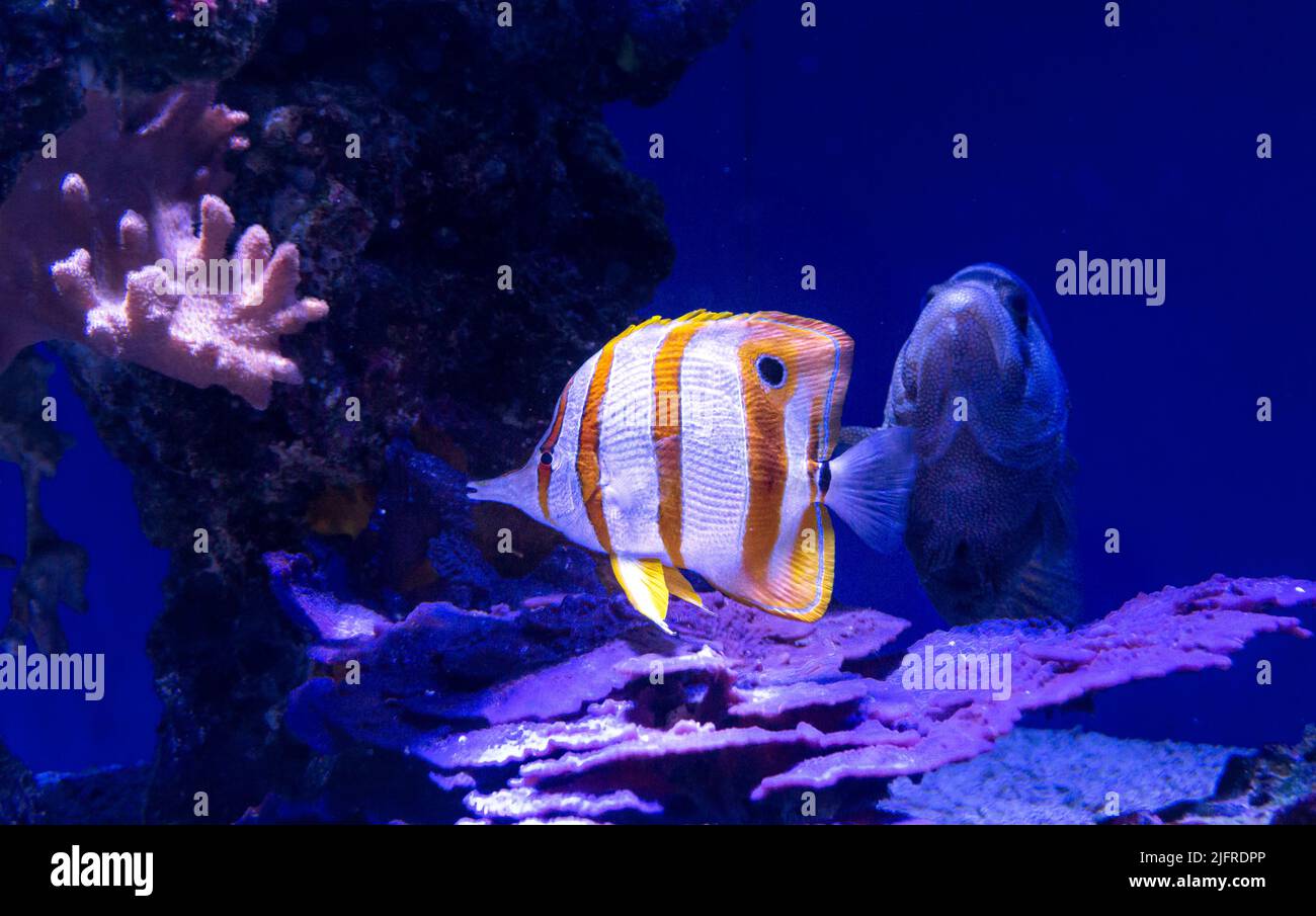 Copperband butterflyfish and a huge fish behind him in their natural habitat. This fish lives in the Pacific Ocean and the Indian Ocean. Stock Photo
