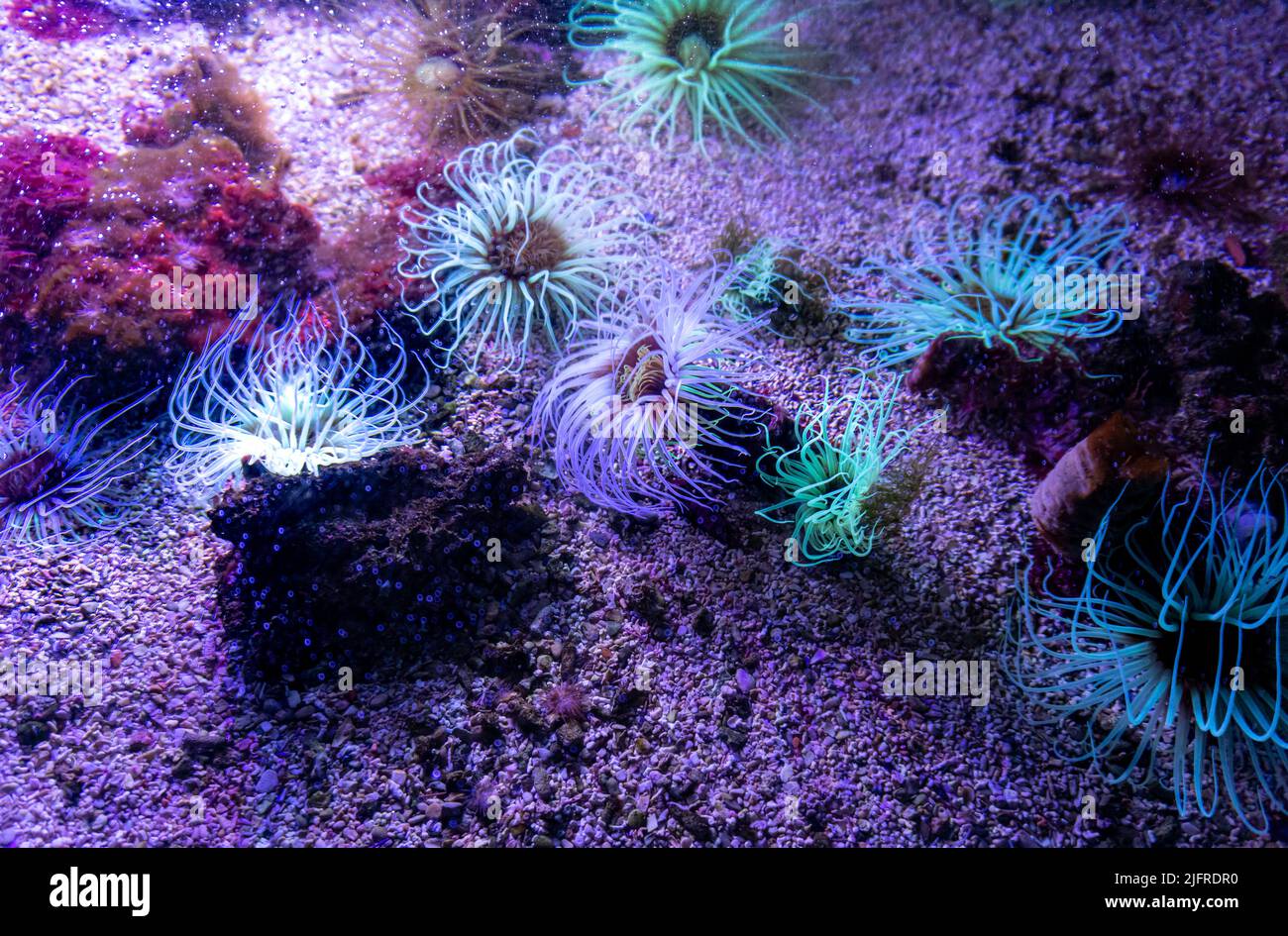 The wonderful colorful species of corals and fluorescent plants that shine in the sunlight on the sand of the ocean deep. Stock Photo