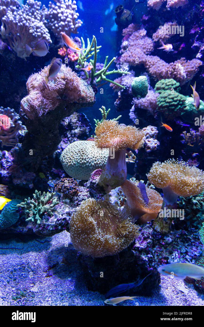 Beautiful underwater landscape with colorful corals and dynamic underwater wildlife fauna. Stock Photo