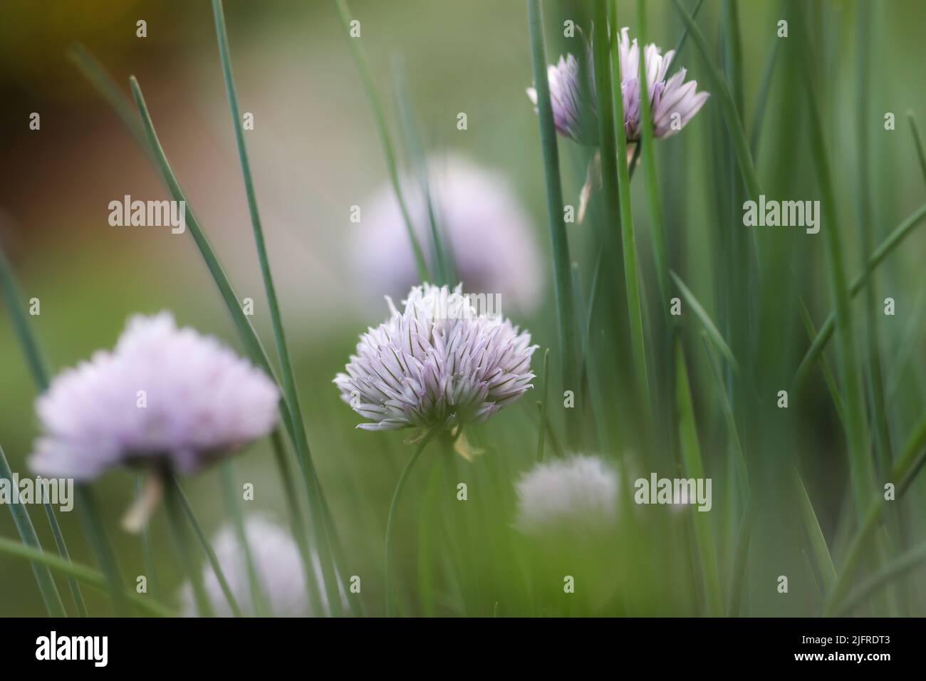 Chives Flower in Green Garden. Allium Schoenoprasum is a Species of Flowering Plant in the family Amaryllidaceae. Stock Photo
