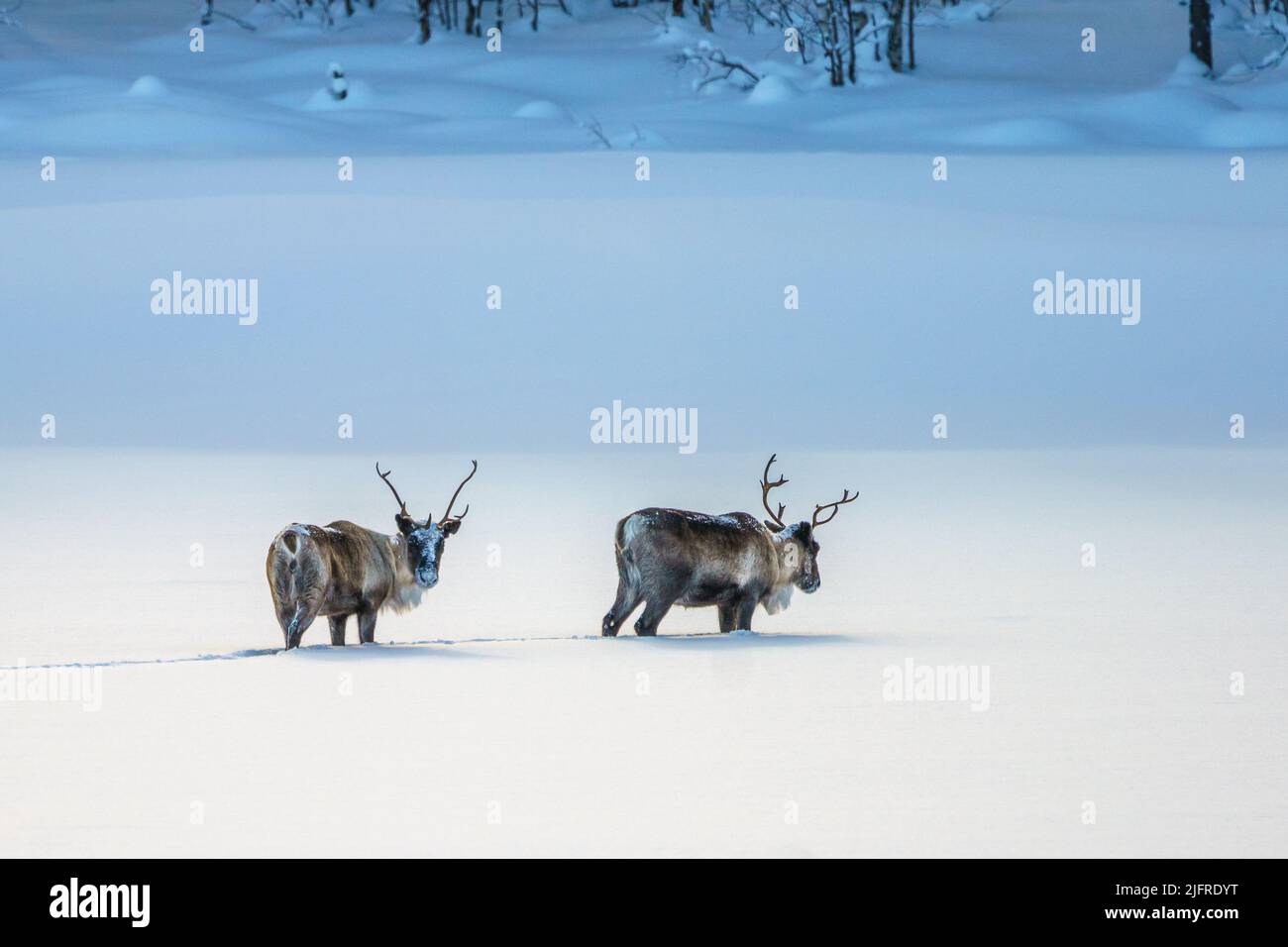 Two Reindeers, Rangifer tarandus, walking in deep snow, Kvikkjokk, Swedish Lapland, Sweden Stock Photo