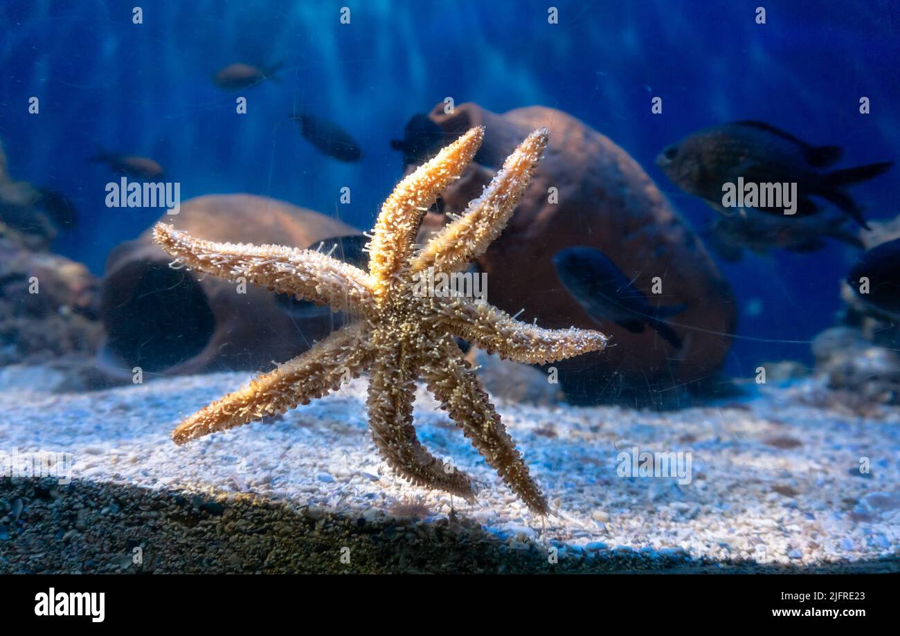 Starfish attached to the glass of the aquarium and behind it a