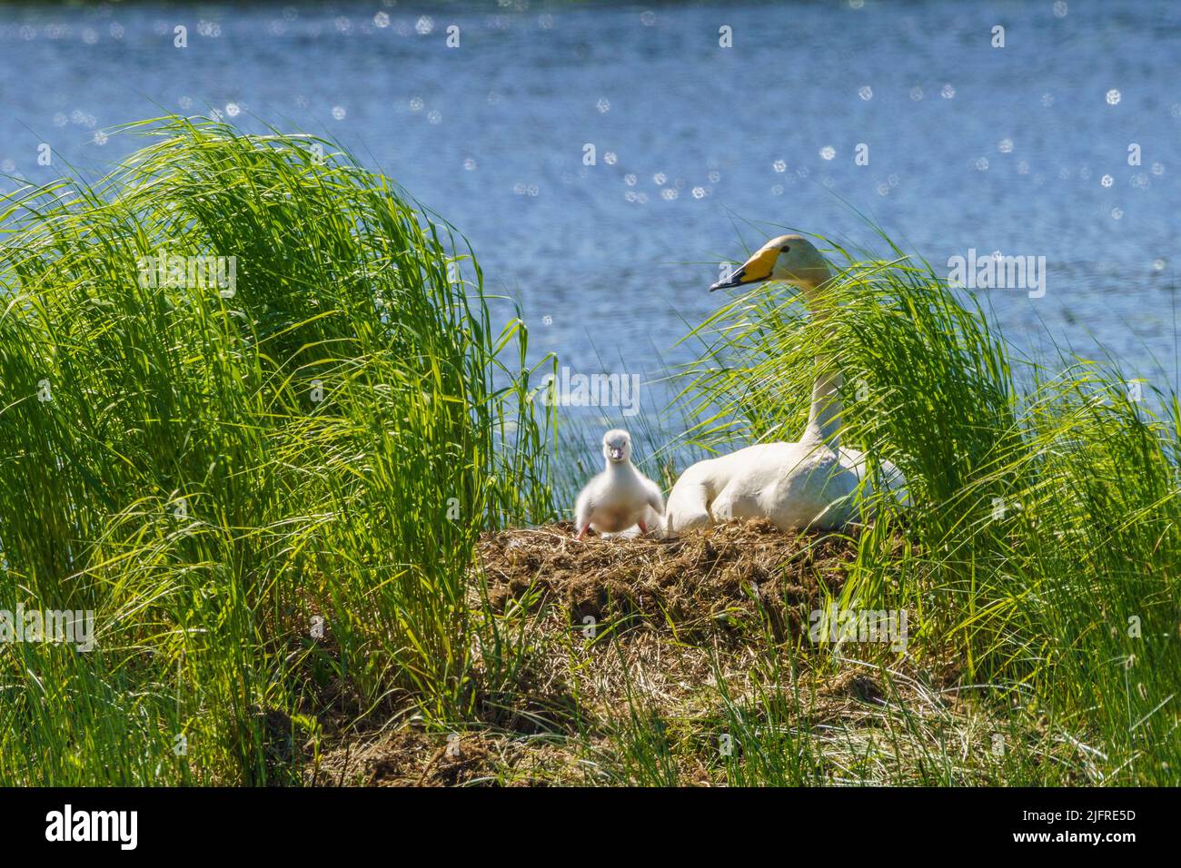 Whooper swans, Cygnus cygnus with chicks at their nest in a lake, boden county, norrbotten province,  Sweden Stock Photo
