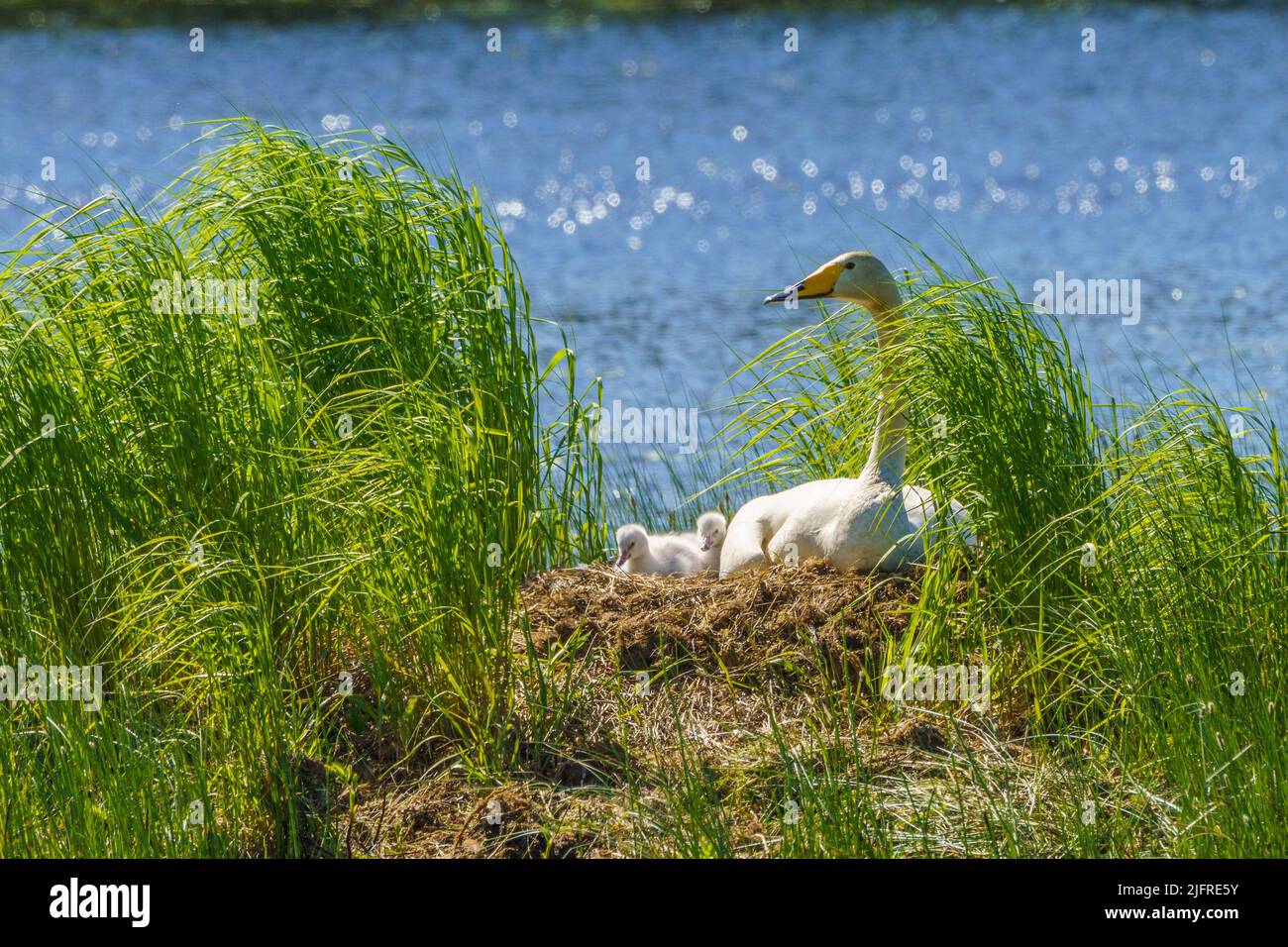 Whooper swans, Cygnus cygnus with chicks at their nest in a lake, boden county, norrbotten province,  Sweden Stock Photo
