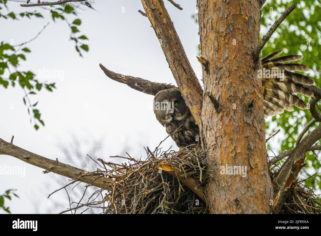 Adult great grey owl, strix nebulosa sitting at his nest in a pine tree, Norrbotten province, Sweden Stock Photo