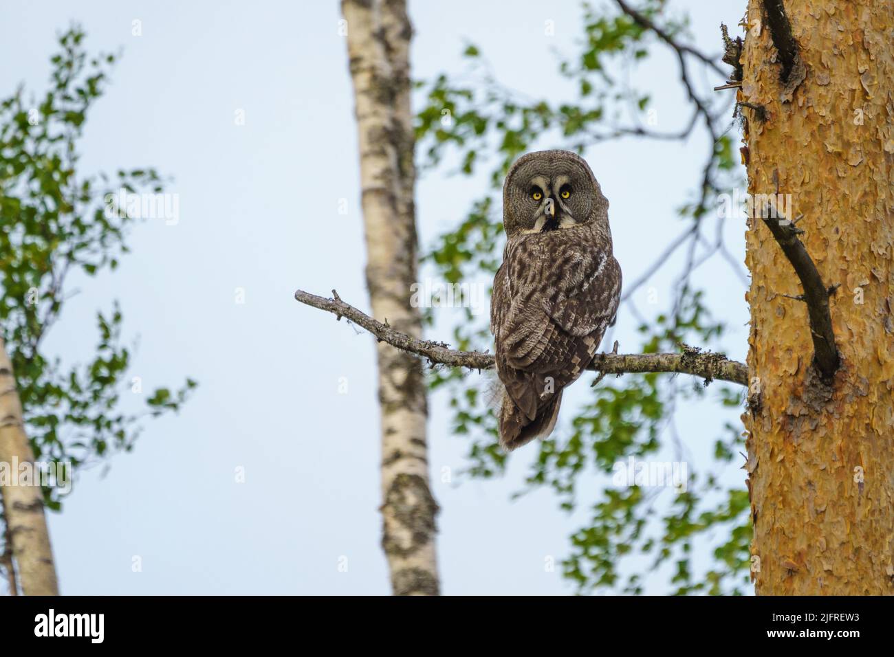 Adult great grey owl, strix nebulosa sitting in a pine tree, Norrbotten province, Sweden Stock Photo