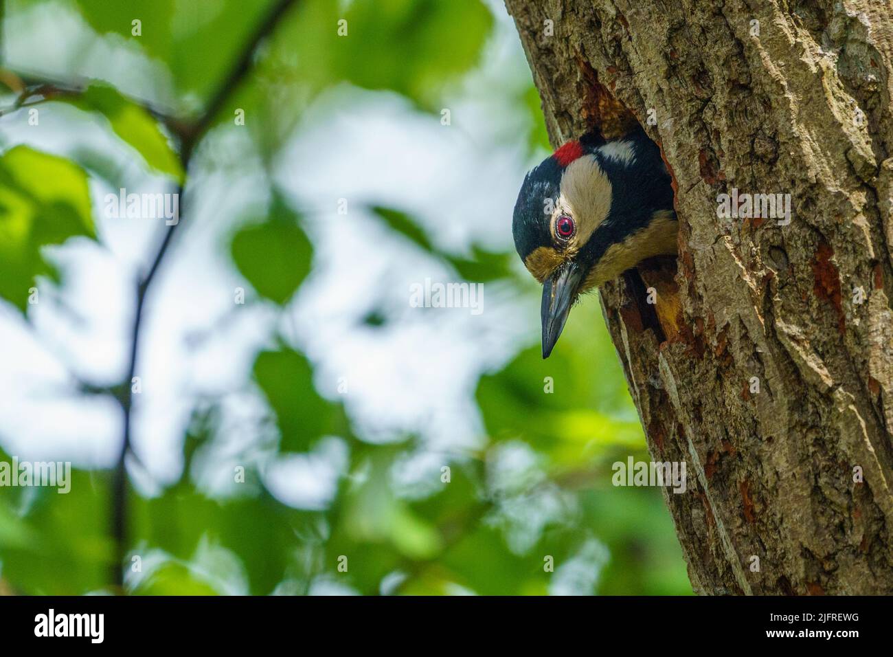 Great spotted woodpecker, Dendrocopos major peeking out from his nest, Gnesta, Sweden Stock Photo
