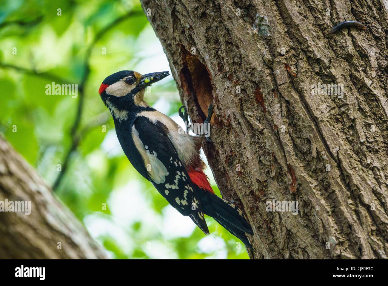 Great spotted woodpecker, Dendrocopos major at his nest feeding his chicks, Gnesta, Sweden Stock Photo