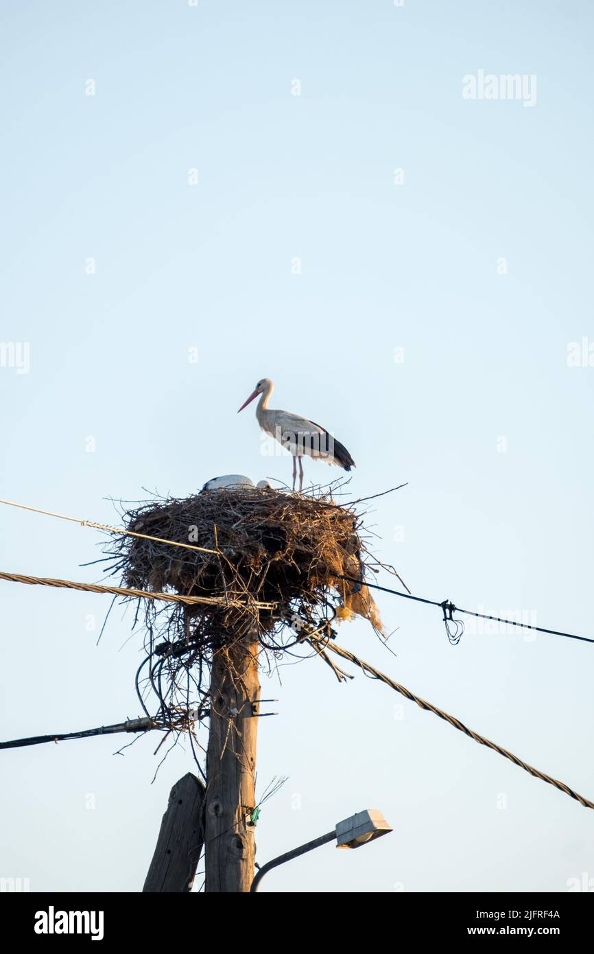 Stork with baby stork sitting in the nest at the top of the electric column Stock Photo