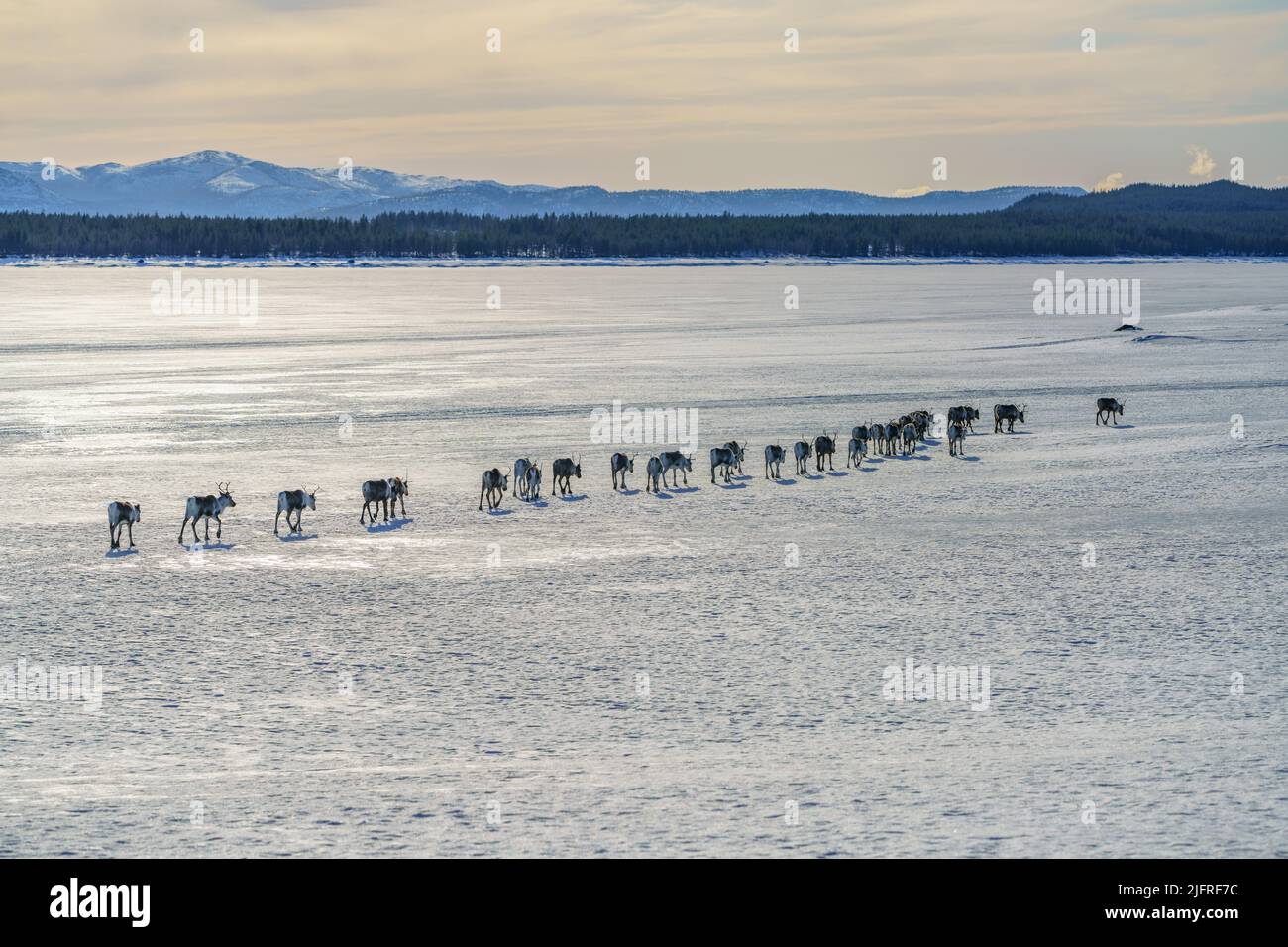 Herd of Reindeers, Rangifer tarandus, walking on frozen lake in a straight line, Jokkmokk county, Swedish Lapland, Sweden Stock Photo